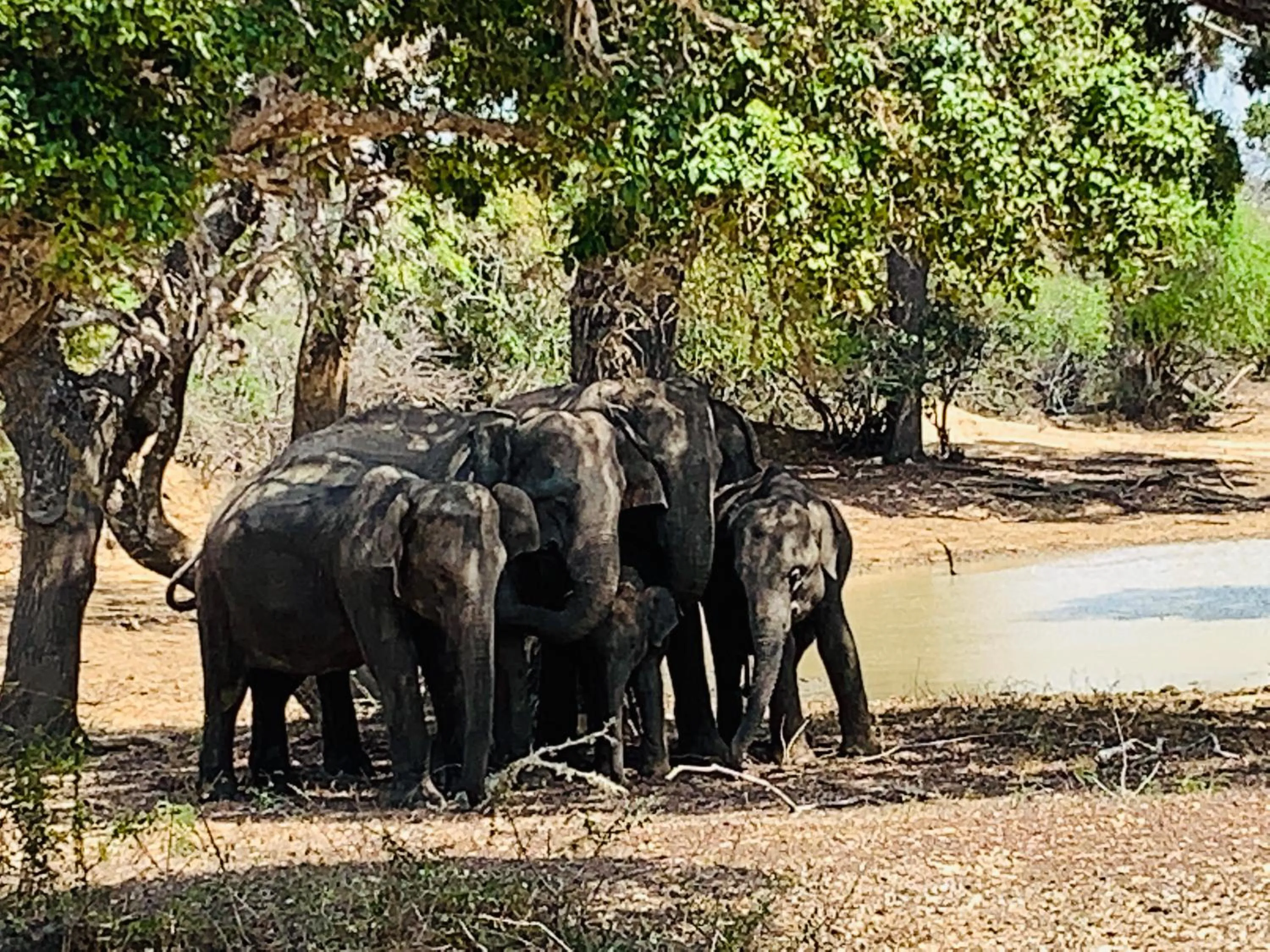 Thihawa Eco Huts Yala