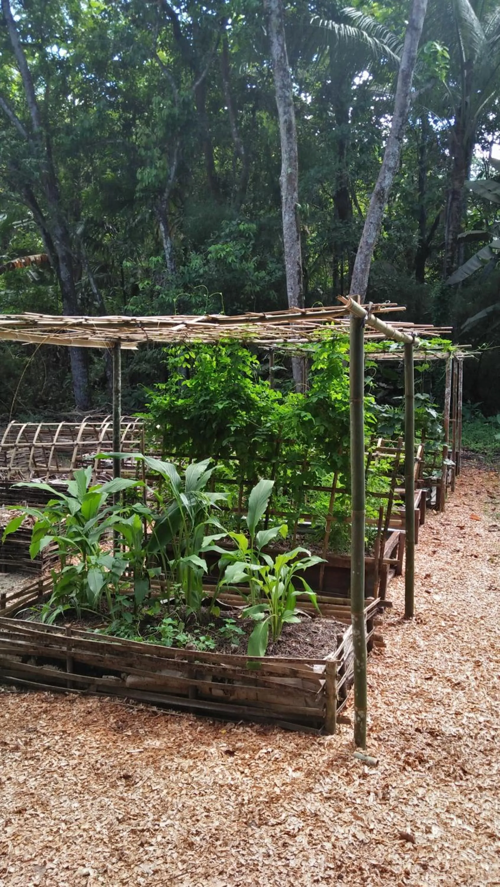 Garden in Salty Dog Hostel