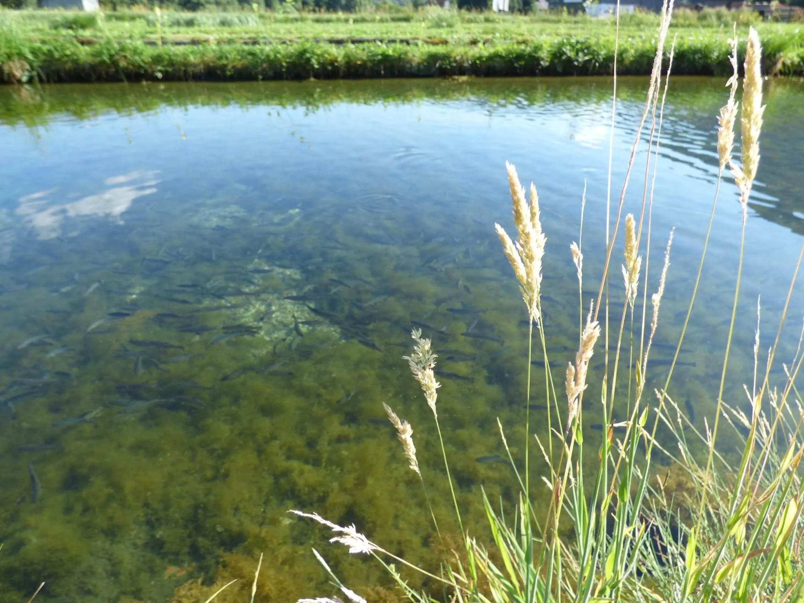 Beach in Wieselmühle Forellenhof