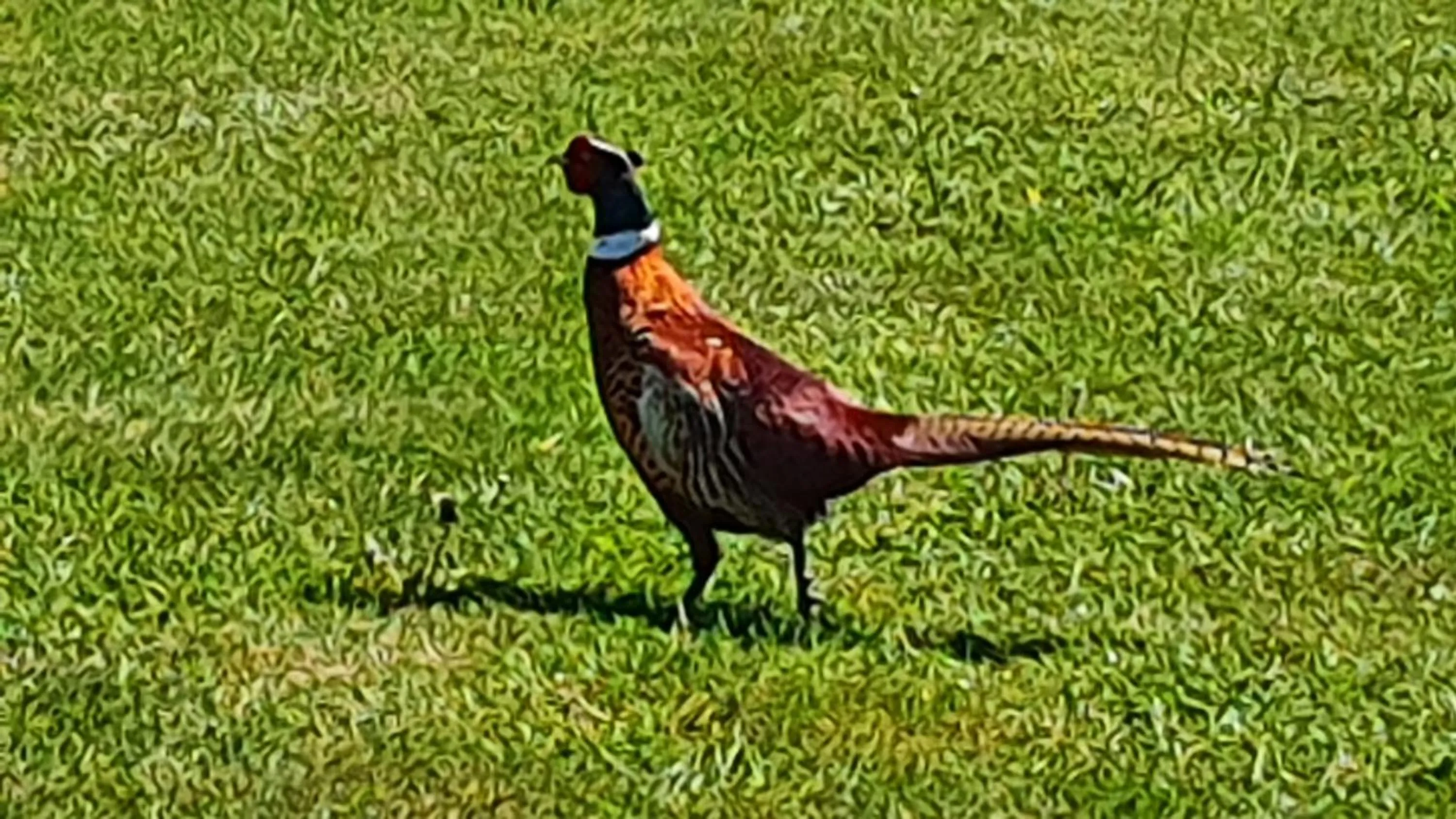 Animals in Tafarn y Waen - Guesthouse