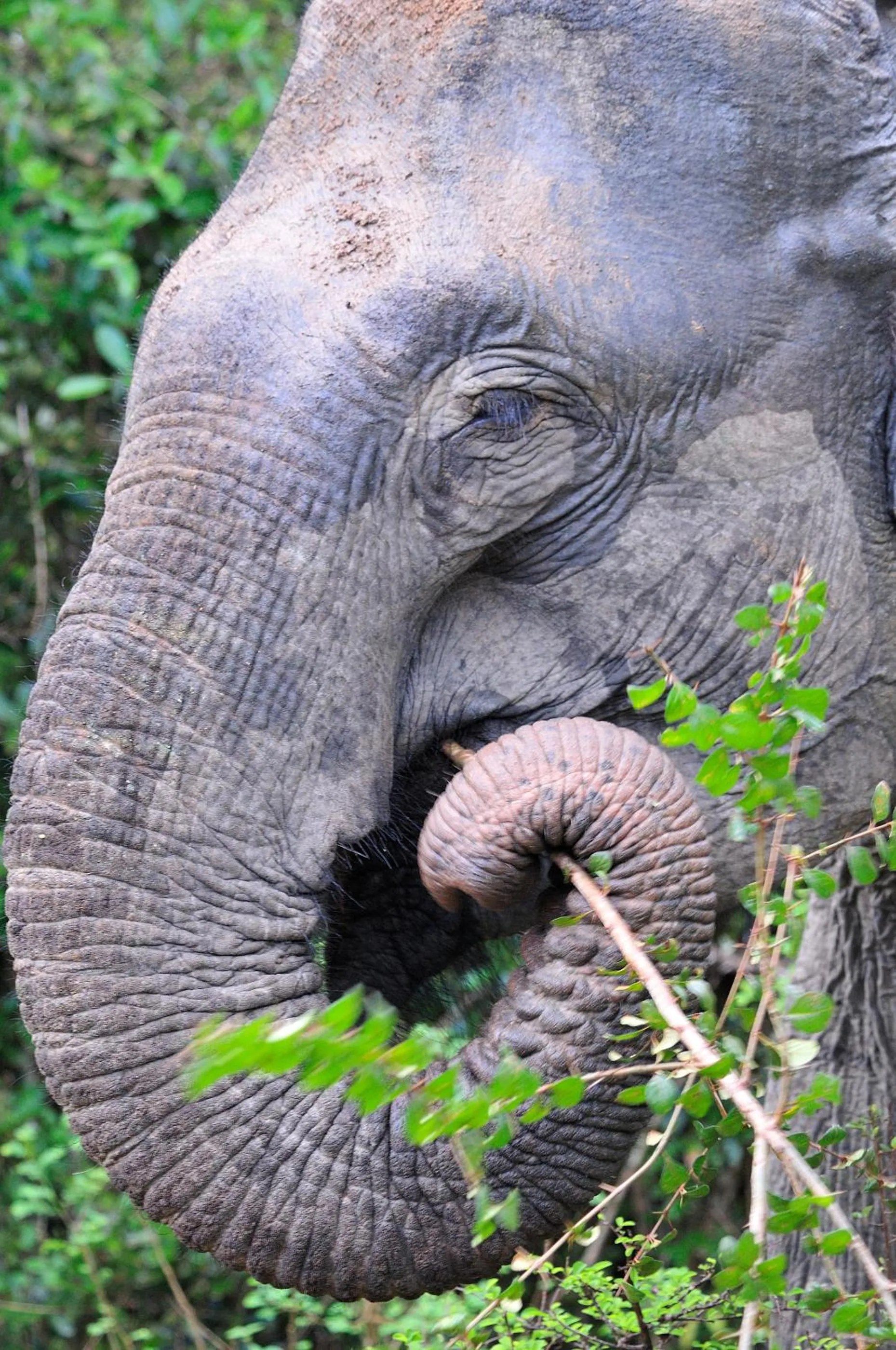 Activities in Big Game Yala - by Eco Team