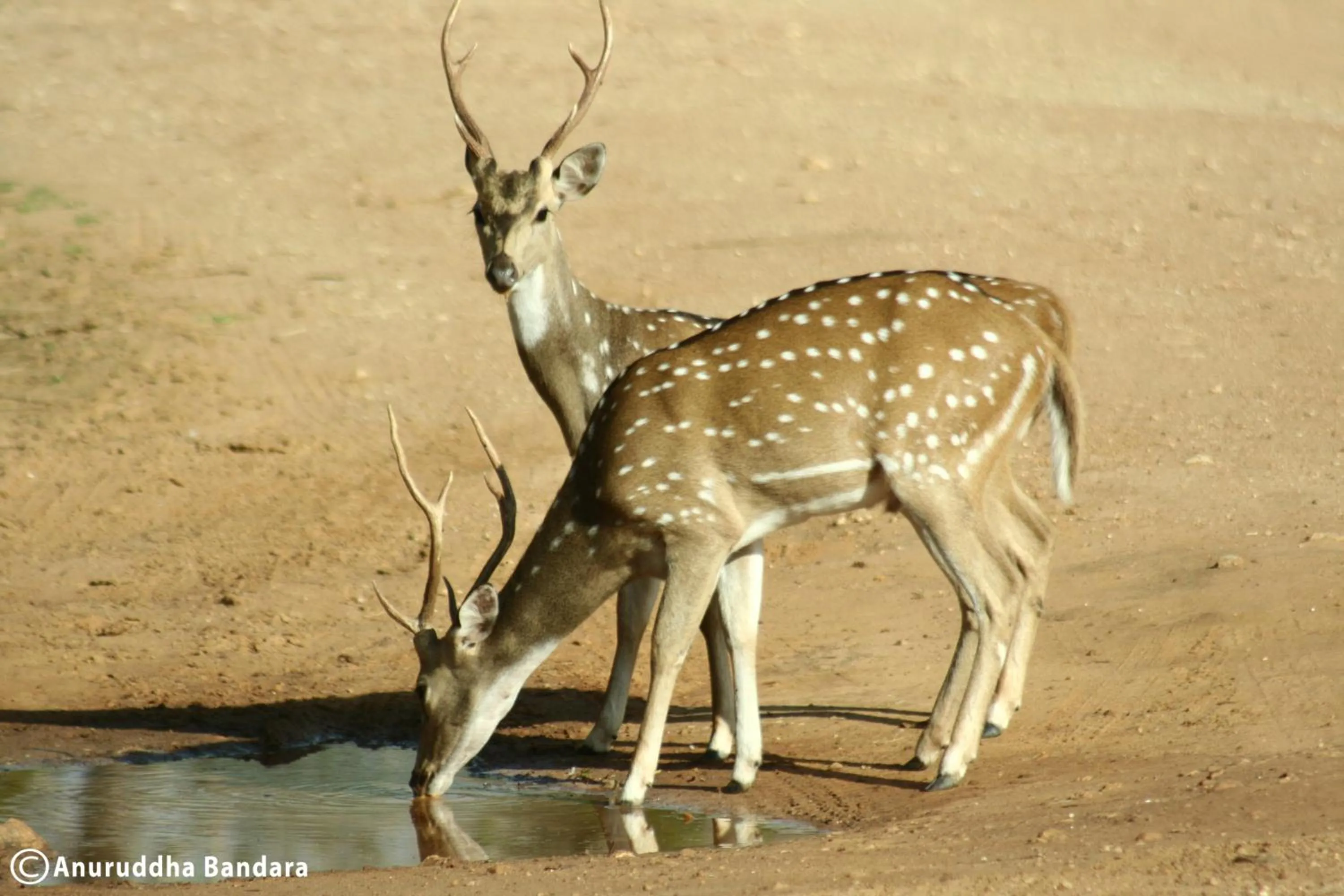 Animals in Big Game Yala - by Eco Team