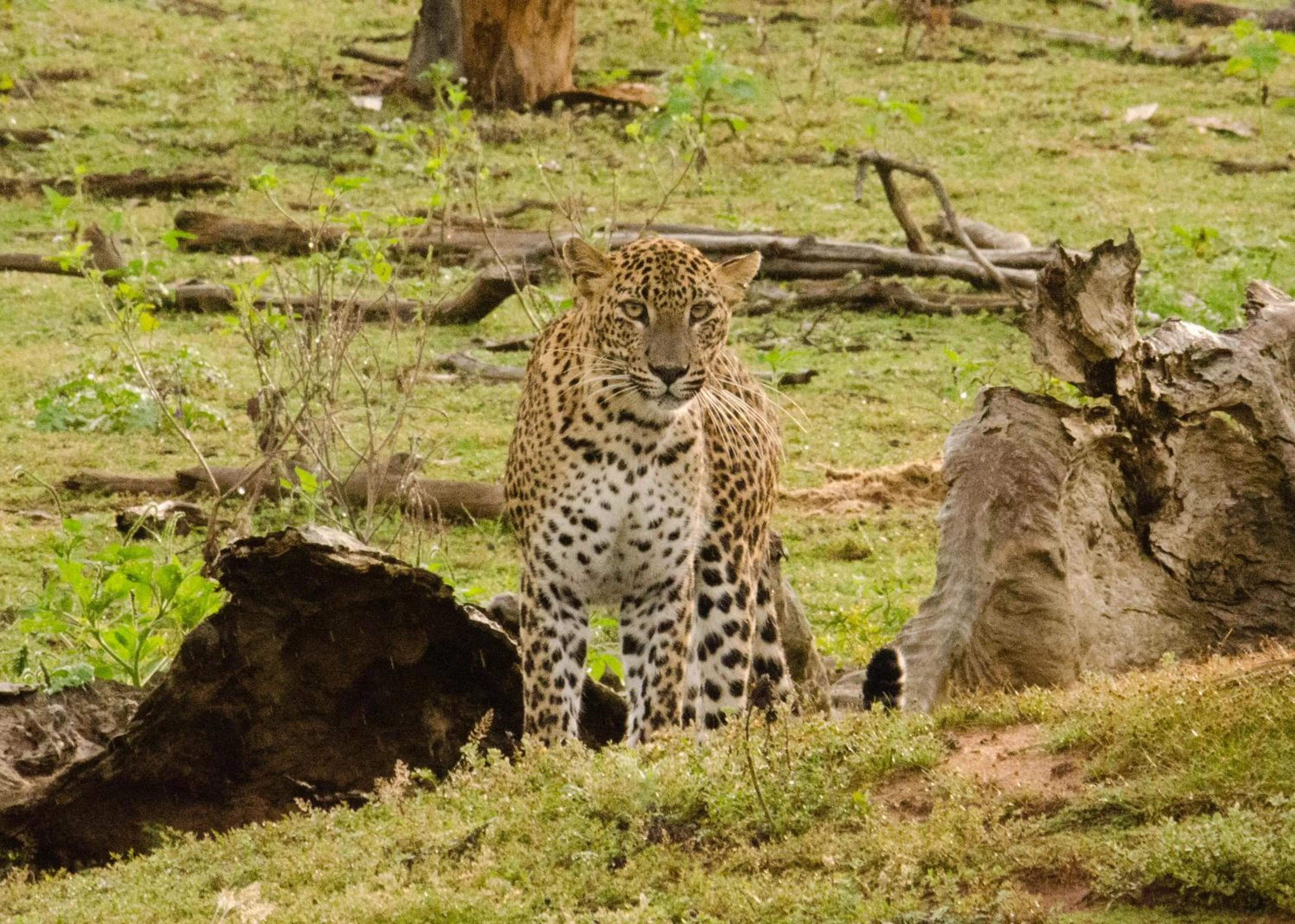 Natural landscape in Big Game Yala - by Eco Team