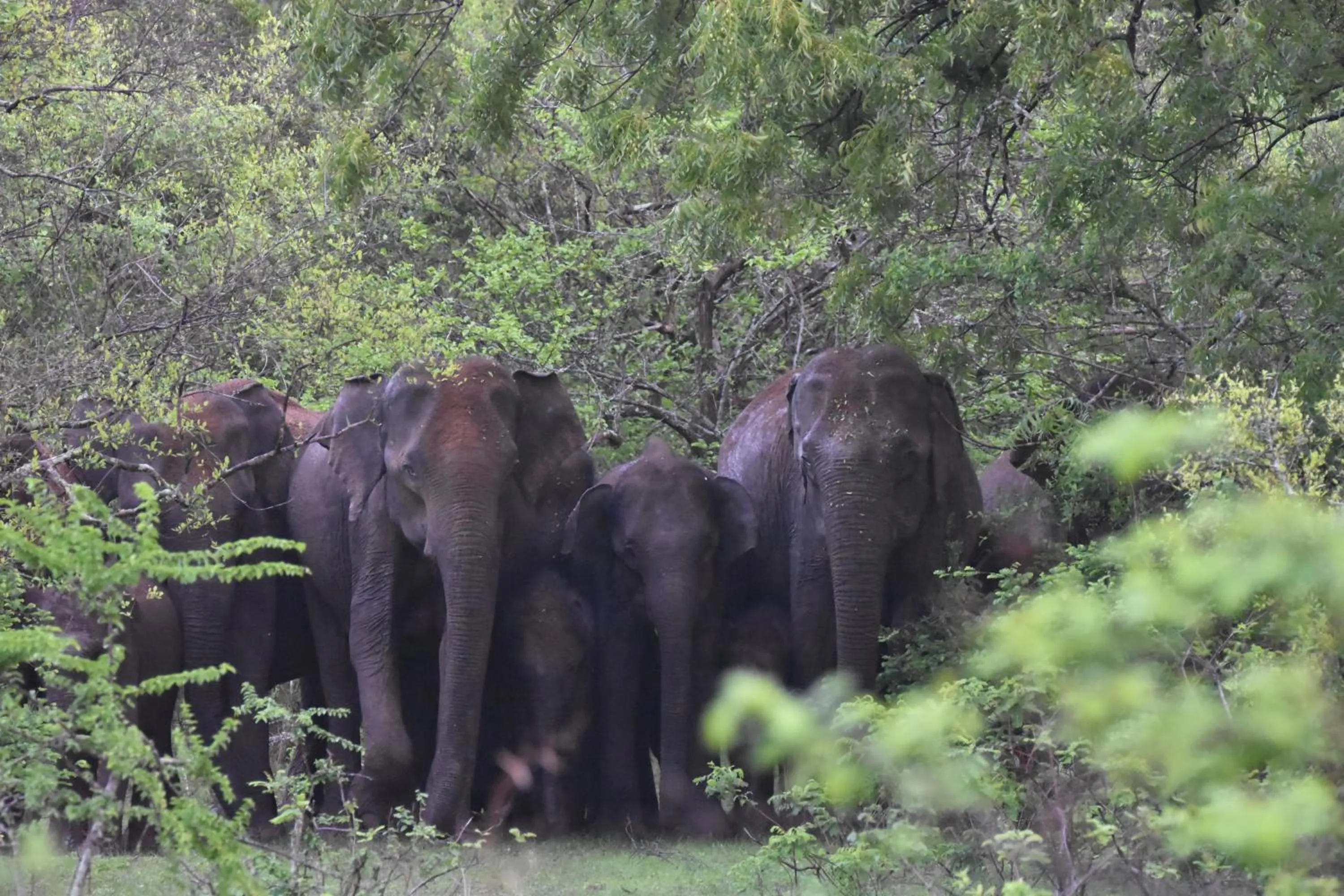 Animals in Big Game Yala - by Eco Team