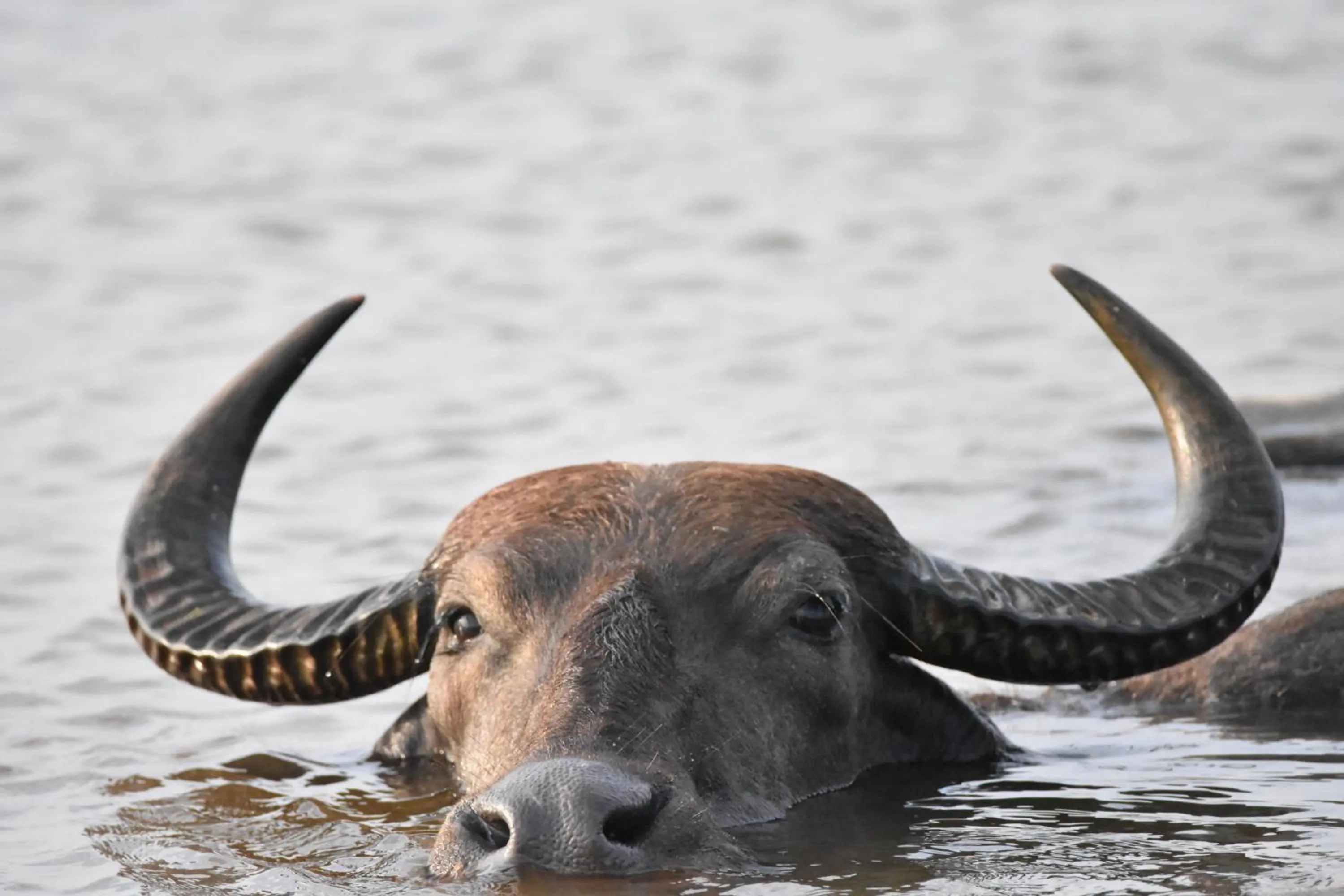 Animals in Big Game Yala - by Eco Team