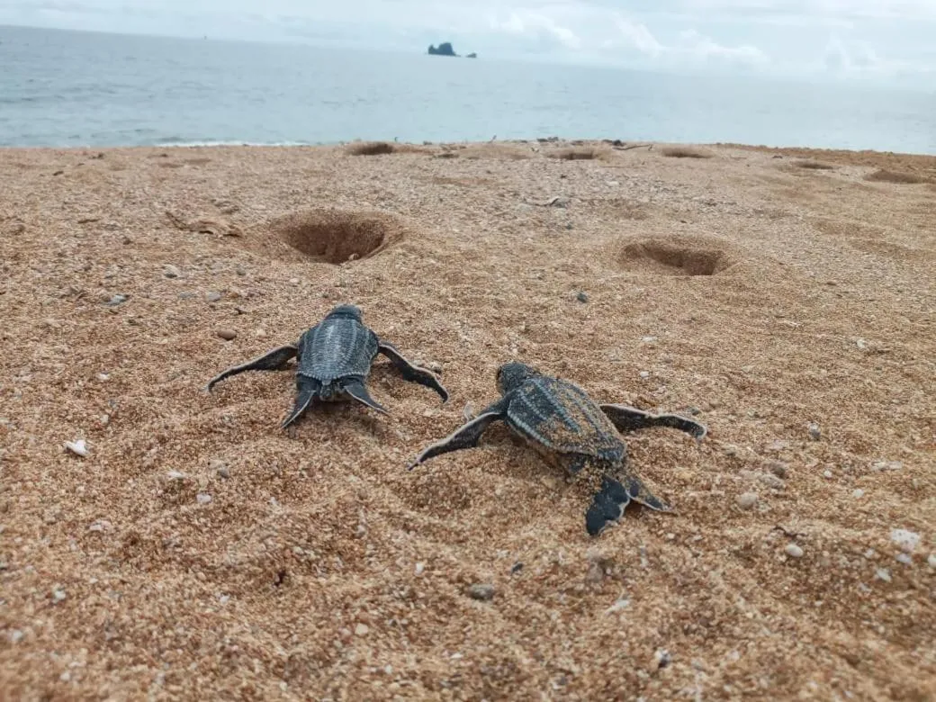 Animals in Bird Island Bungalows