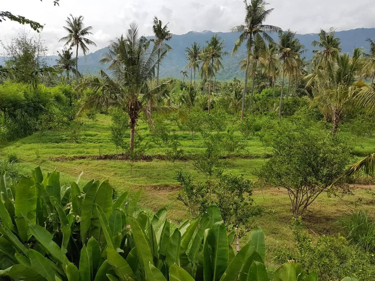 View (from property/room) in Buana Ecofarm Ecolodge