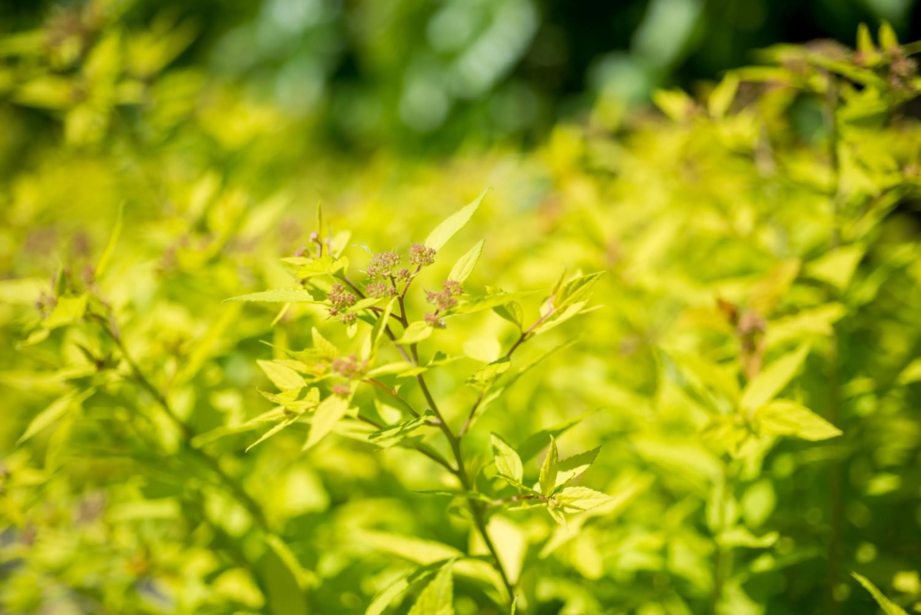 Garden in Apartments Villa Majense