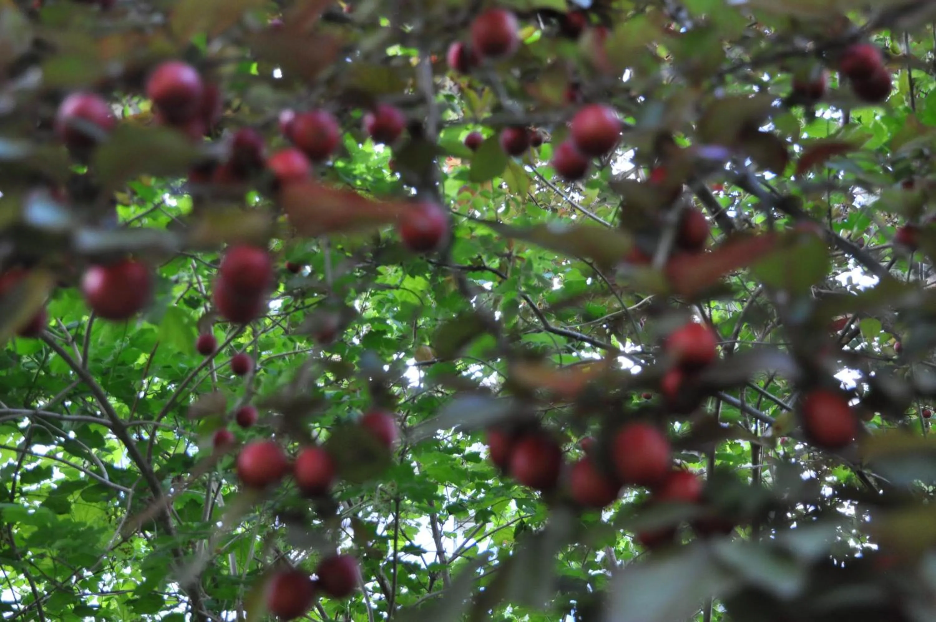 Garden in Apartments Villa Majense