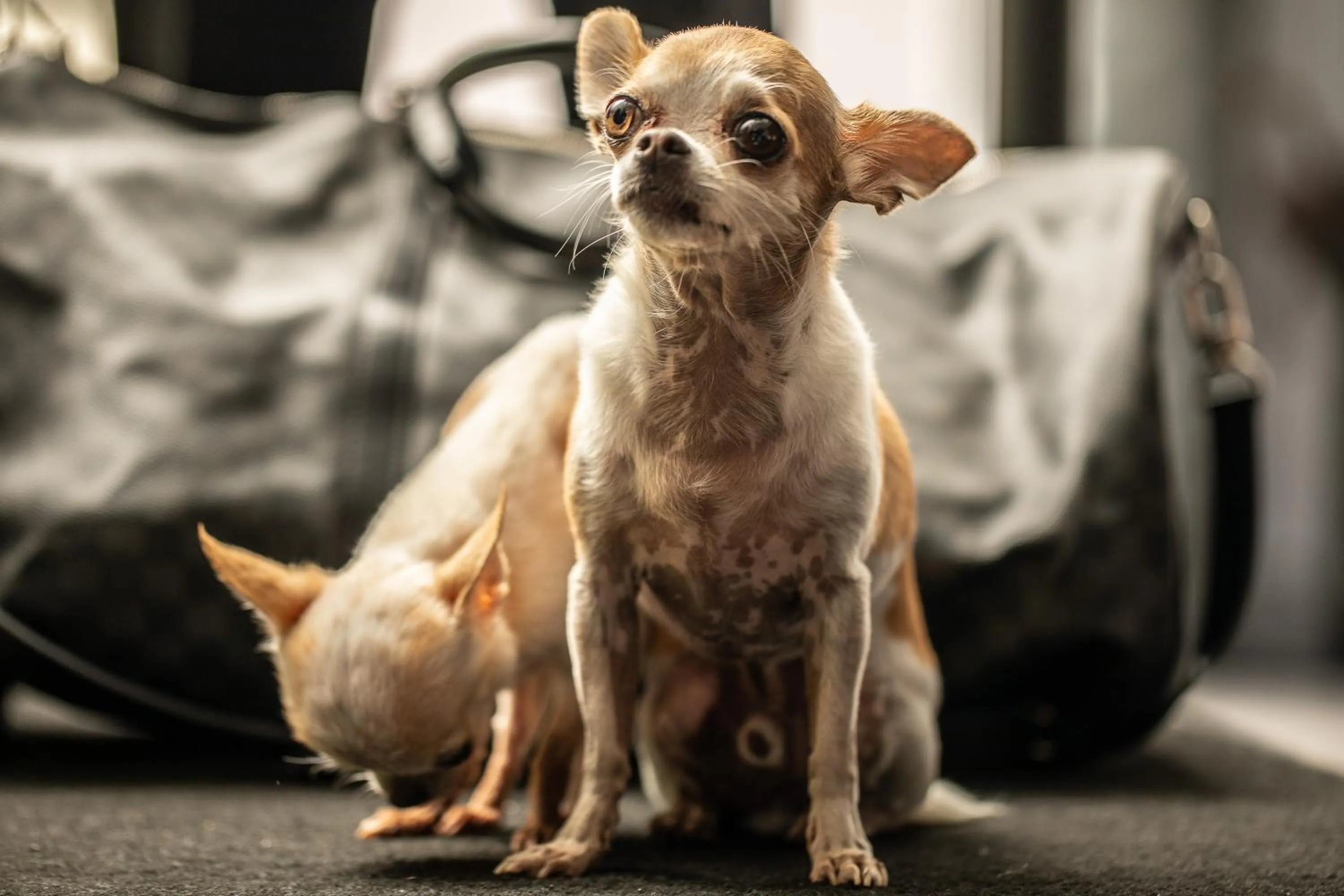 Lobby or reception in Reggia Suite Spa Hotel