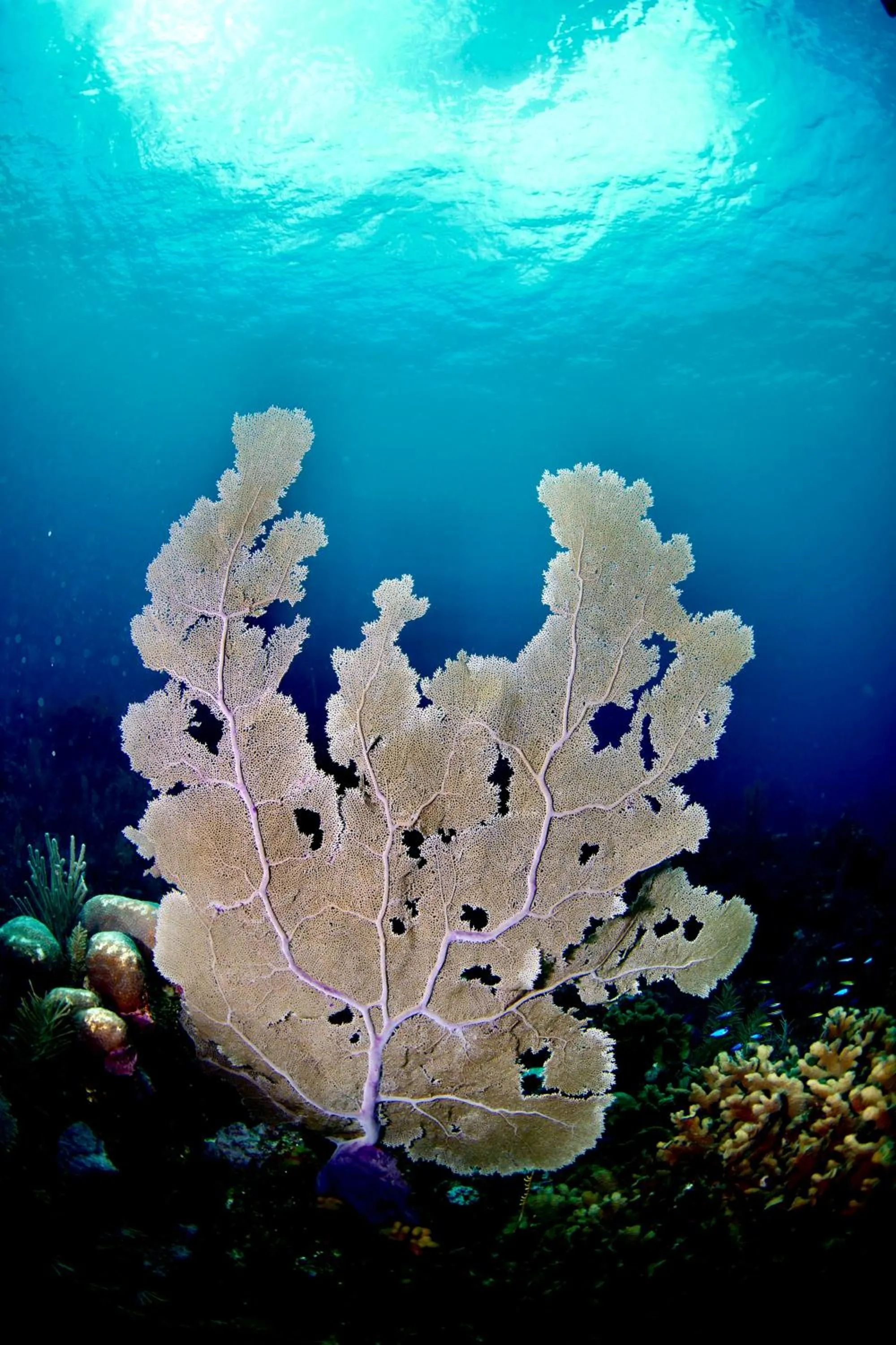 Natural landscape in The Resort at Marble Hill