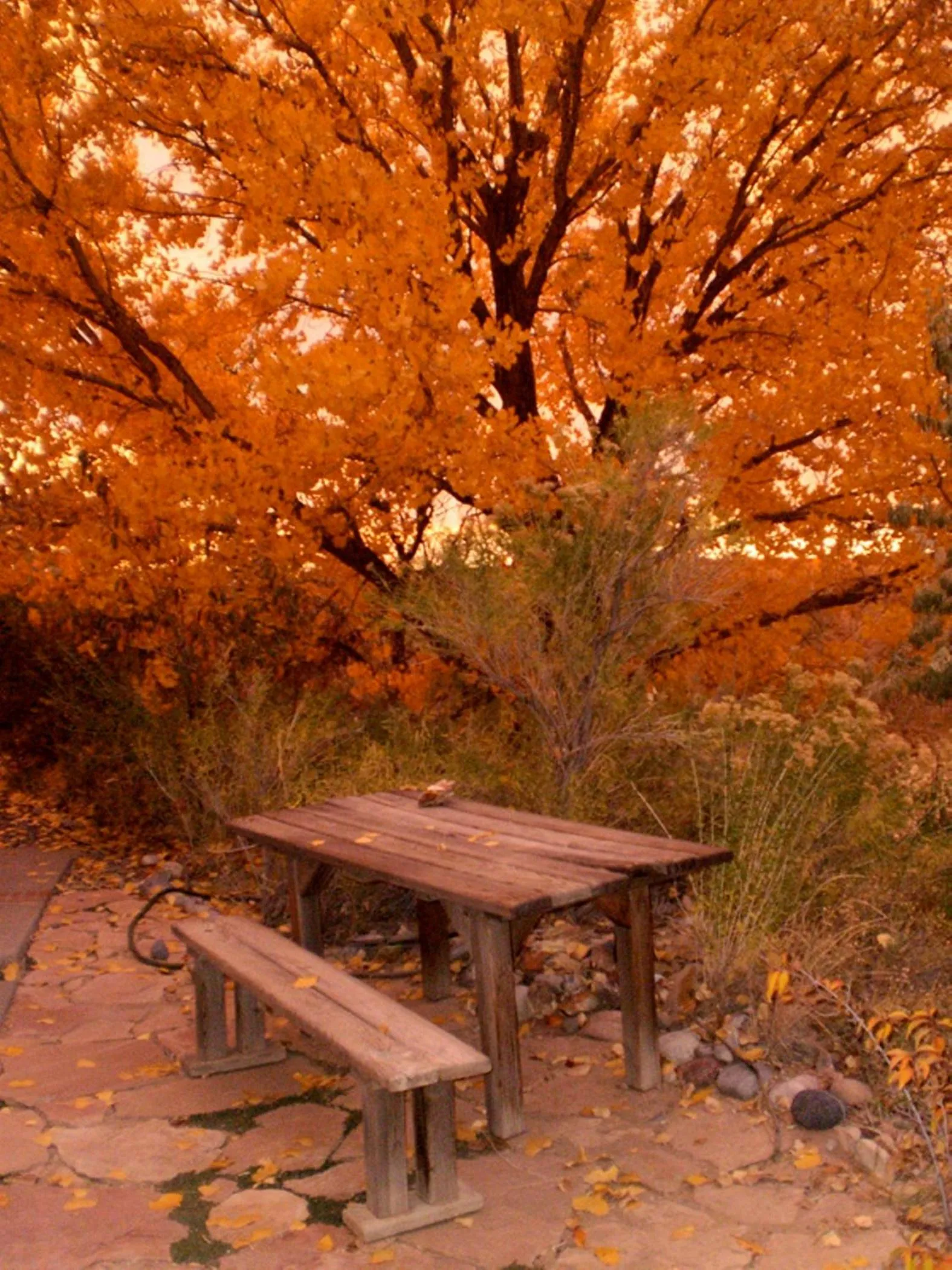 Silver River Adobe Inn Bed and Breakfast