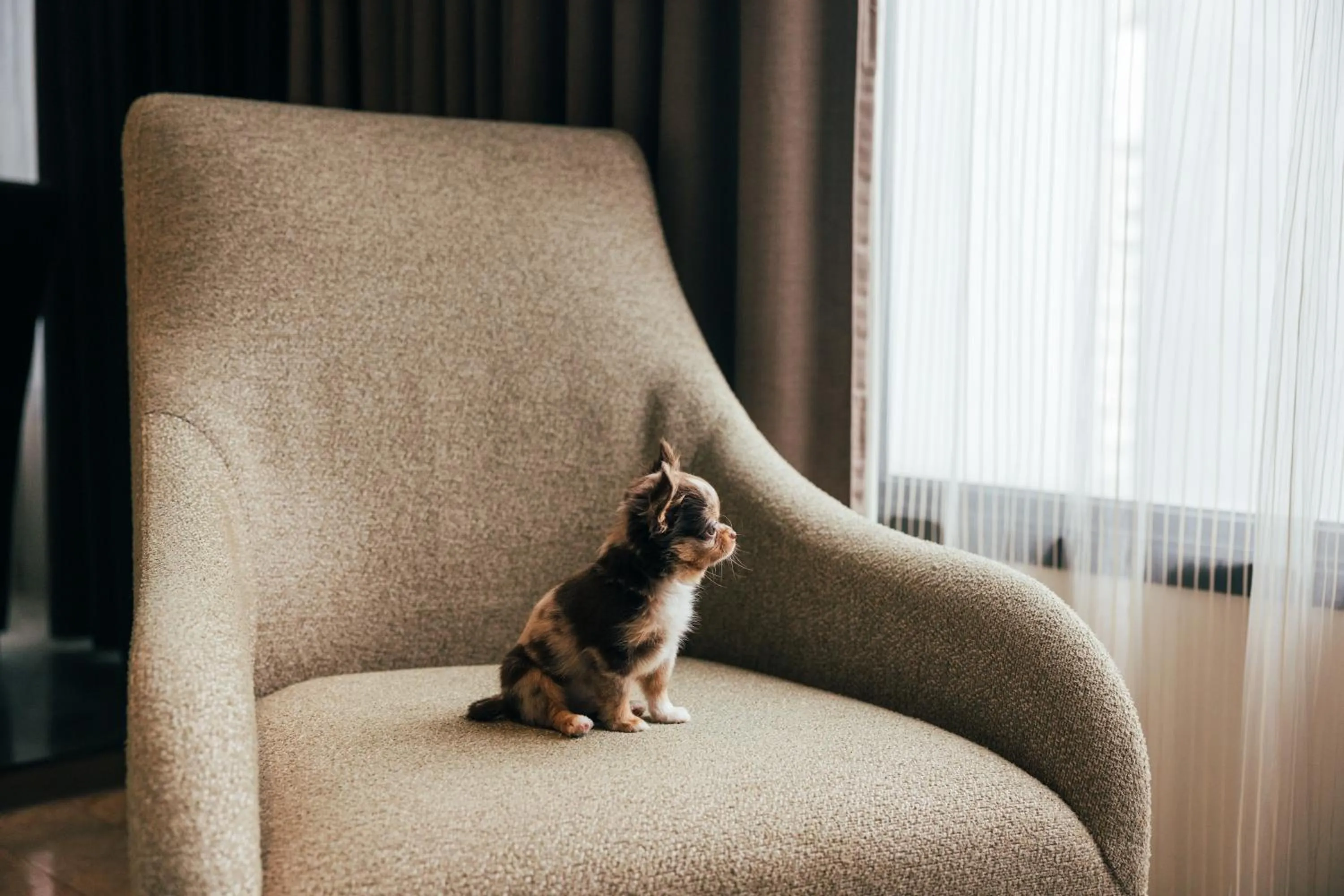 pet friendly in DoubleTree by Hilton Sukhumvit Bangkok