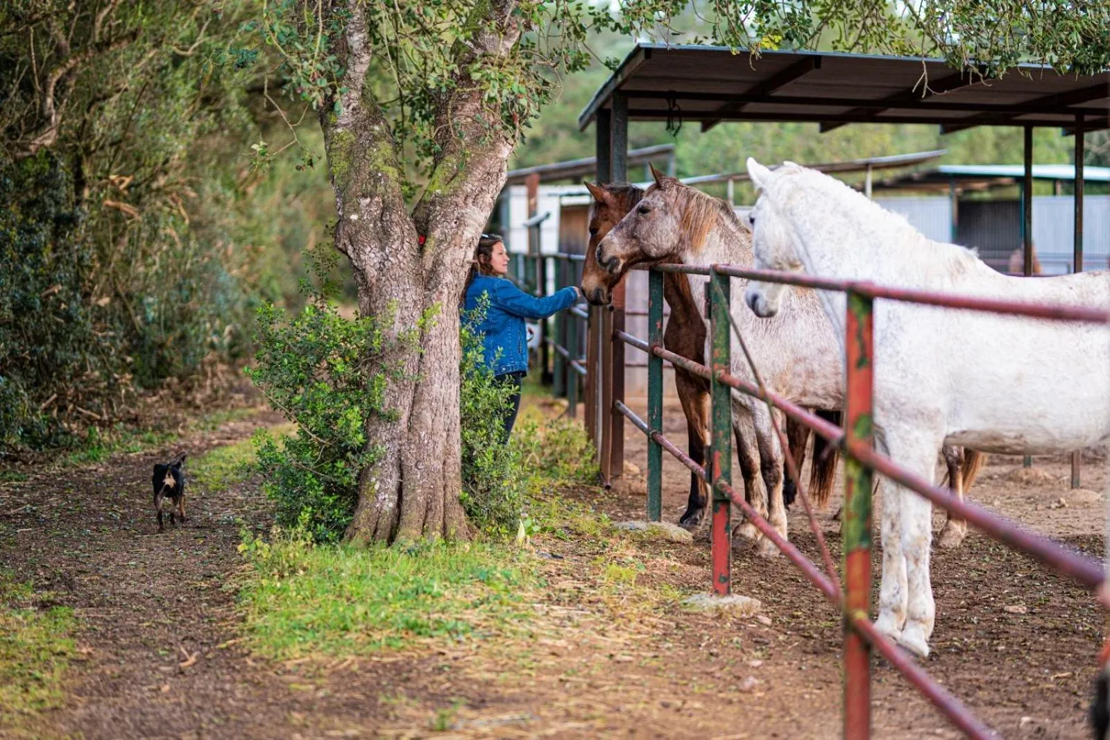 Animals in Finca Agroturismo Son Menut