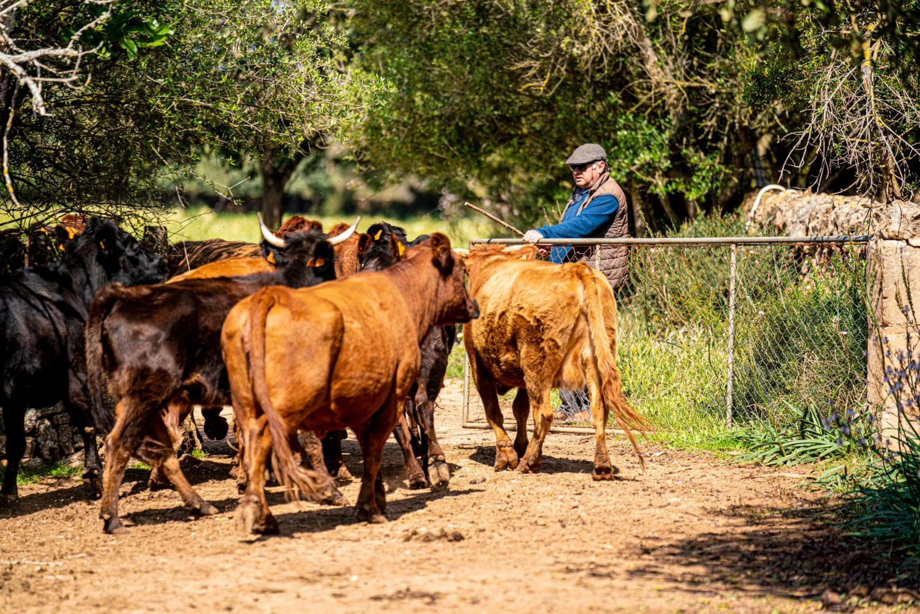 Finca Agroturismo Son Menut