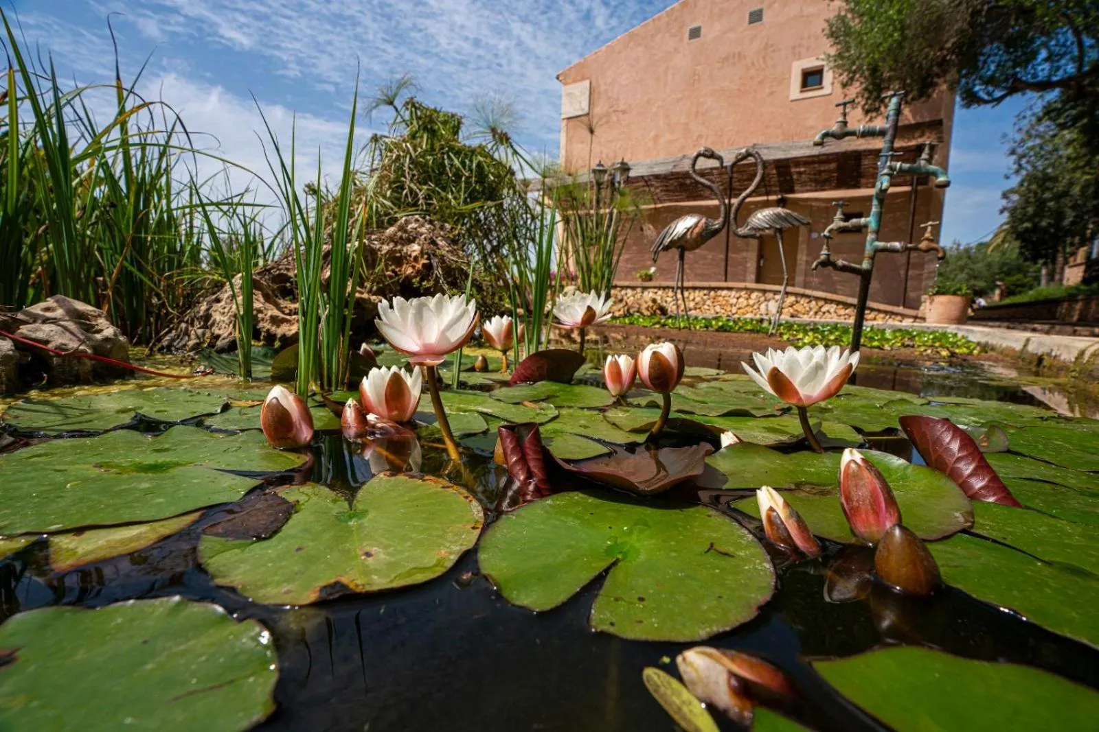 Finca Agroturismo Son Menut