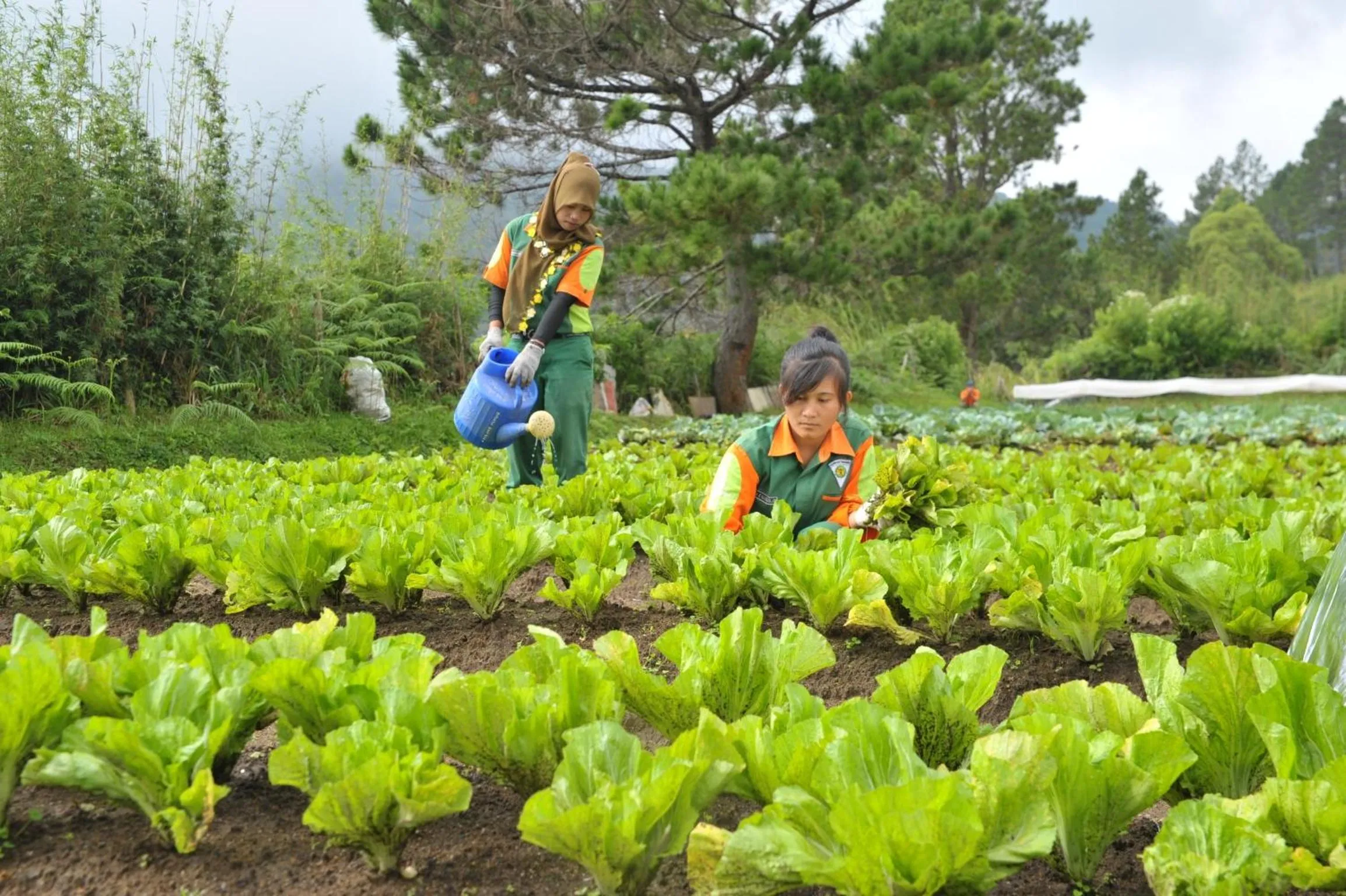 Other in Taman Simalem Resort