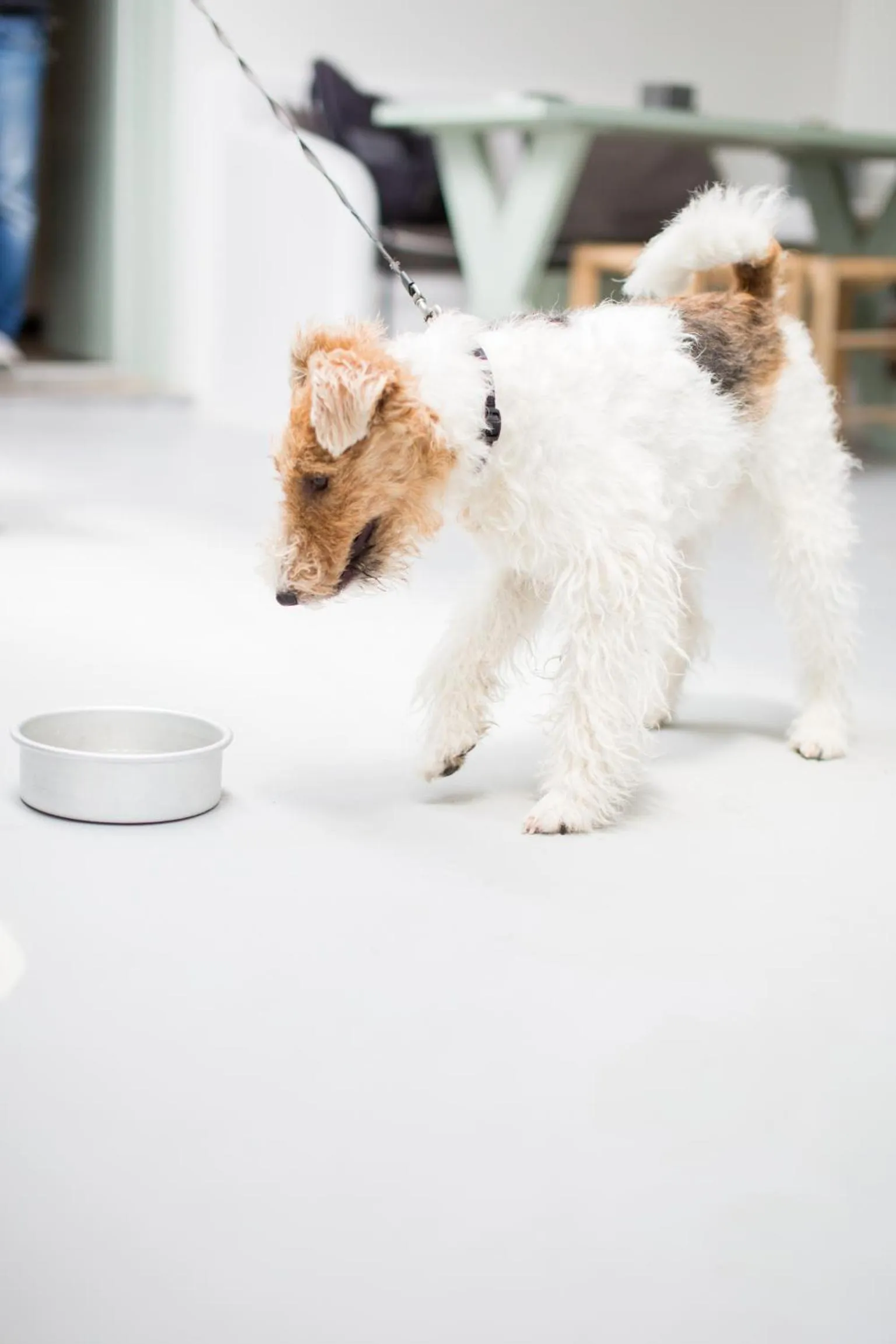 Pets in Agave Santorini Design Boutique Hotel