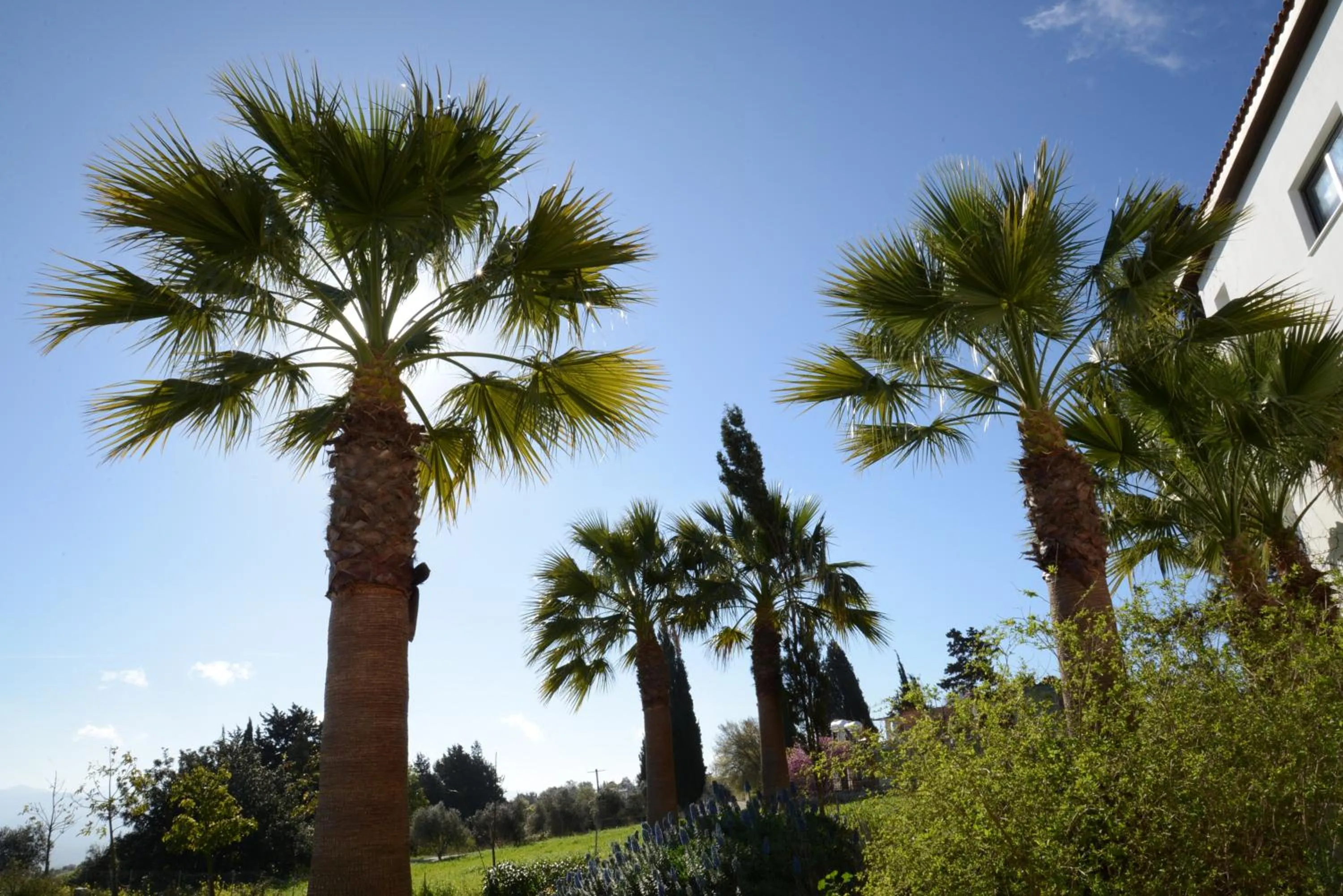 Garden in Droushia Heights Hotel