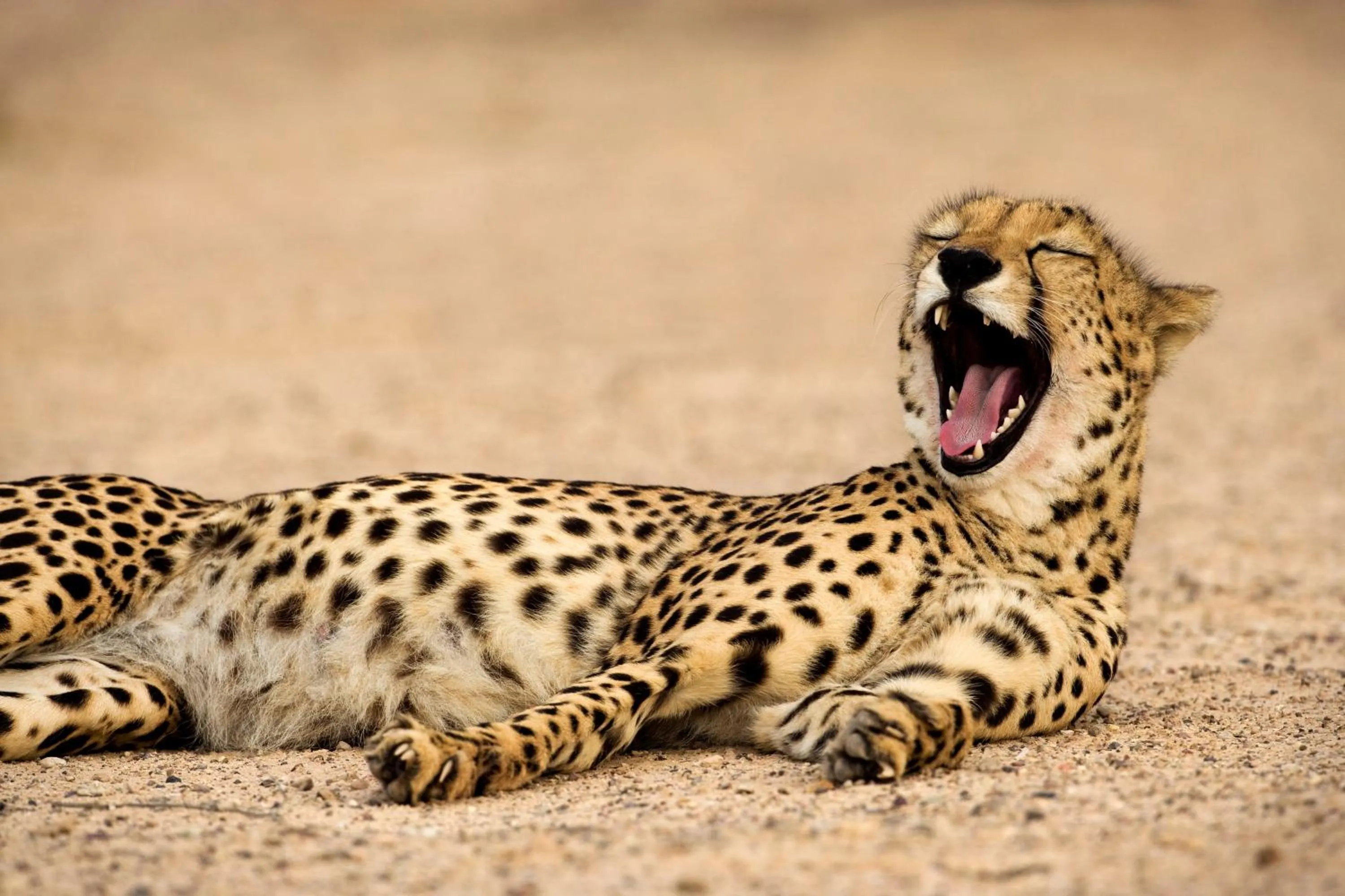 Animals in Anantara Sir Bani Yas Island Al Sahel Villas