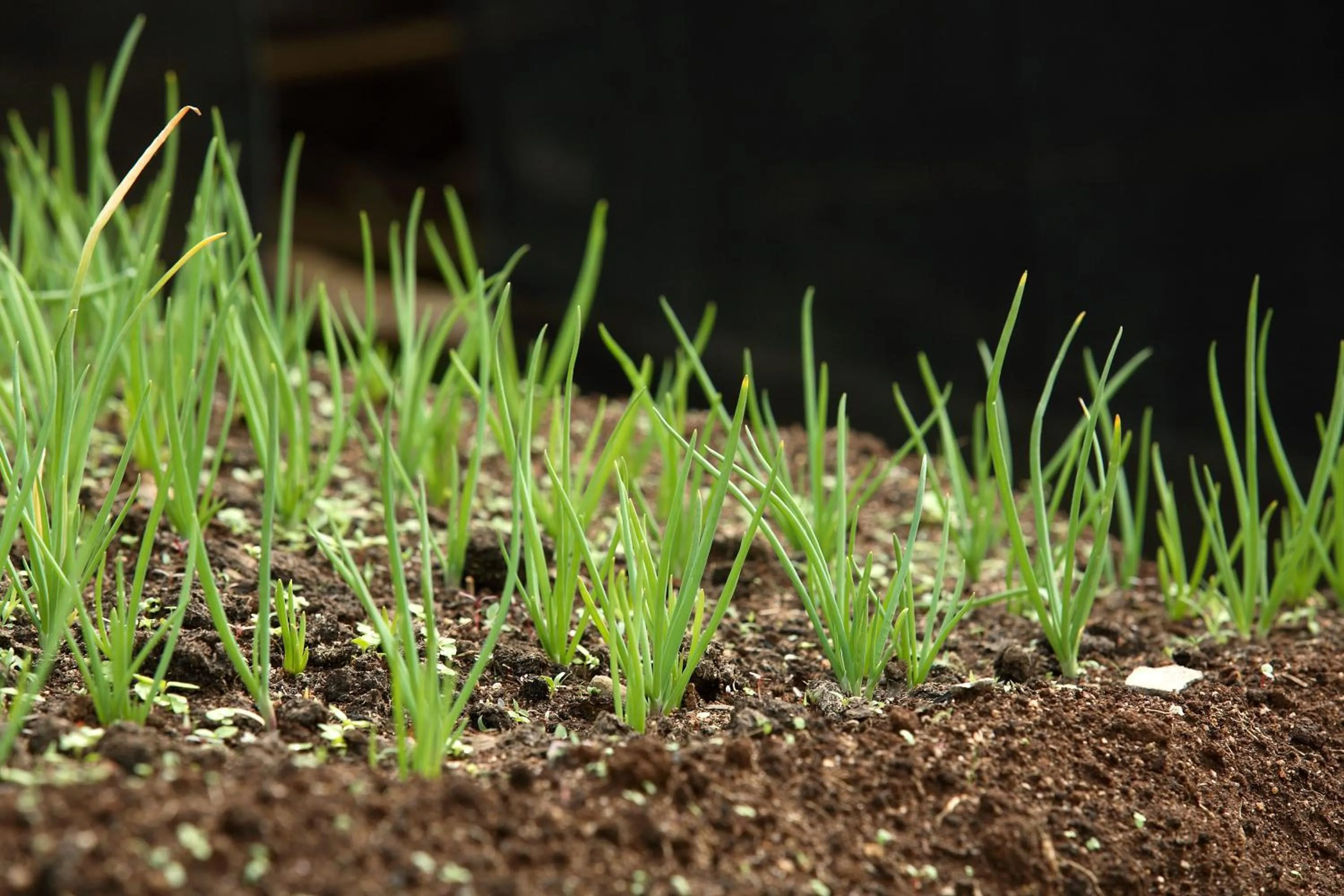 Activities in The Siena Village