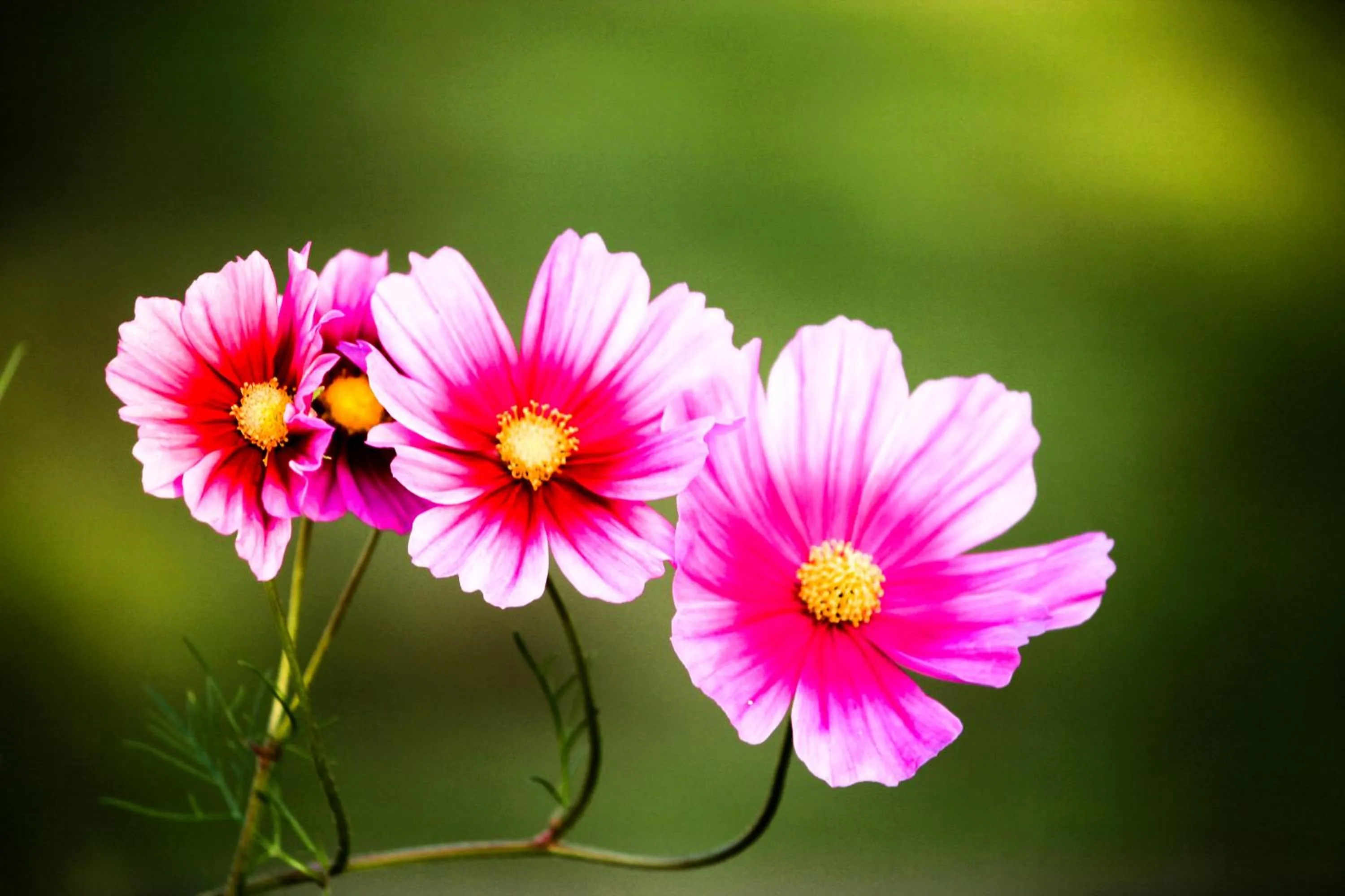 Garden in The Siena Village