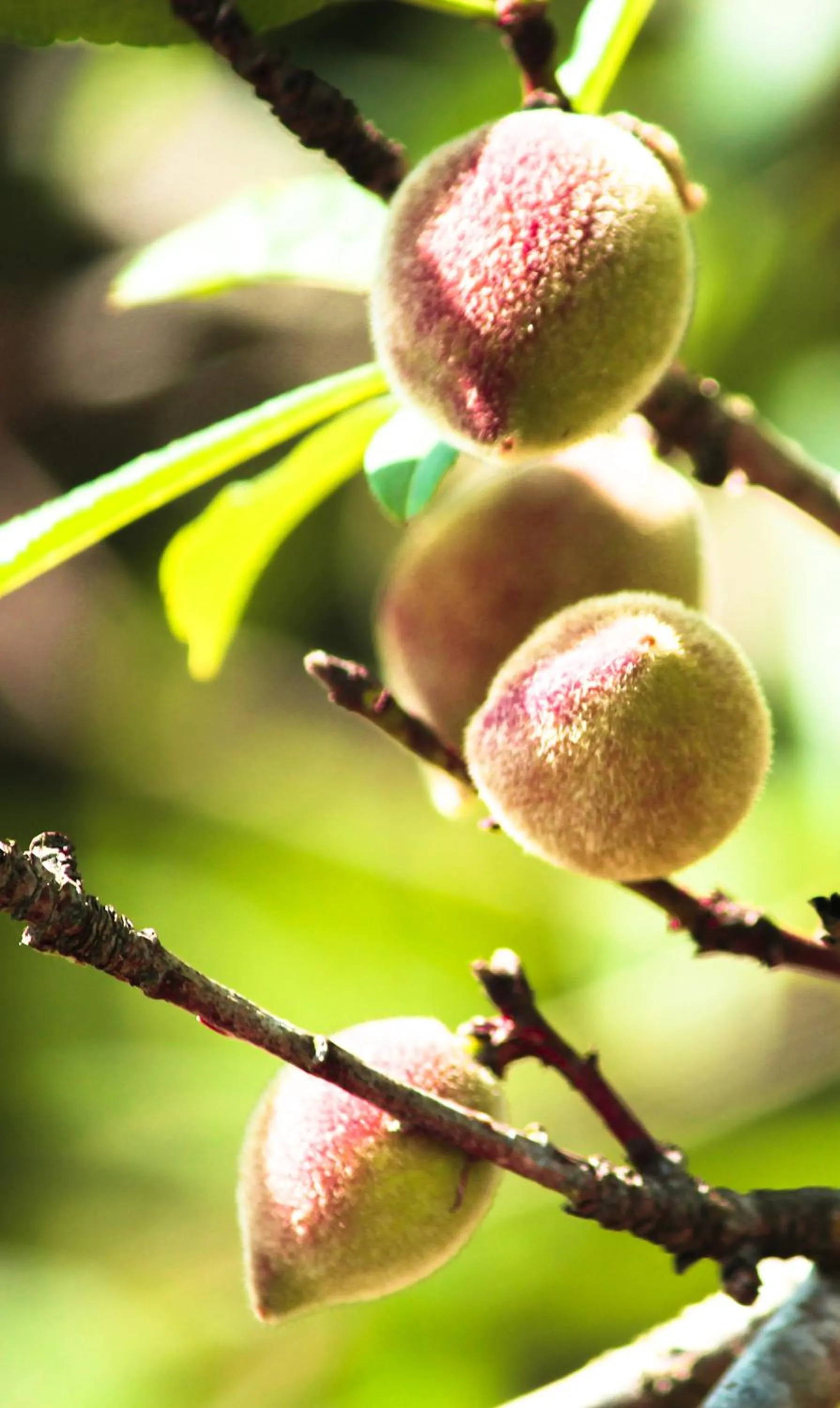 Garden in The Siena Village