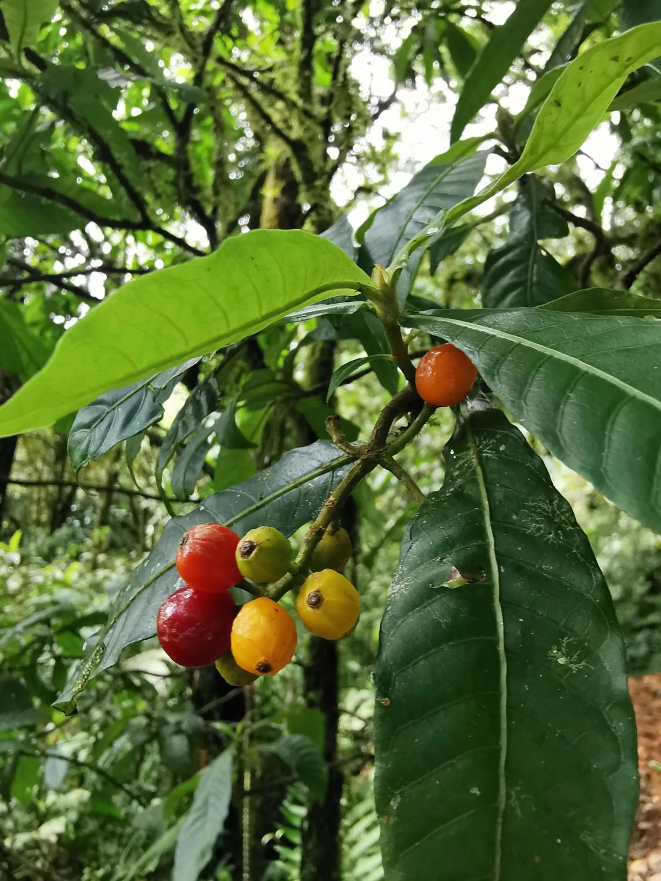 Natural landscape in Burbi Lake Lodge Monteverde