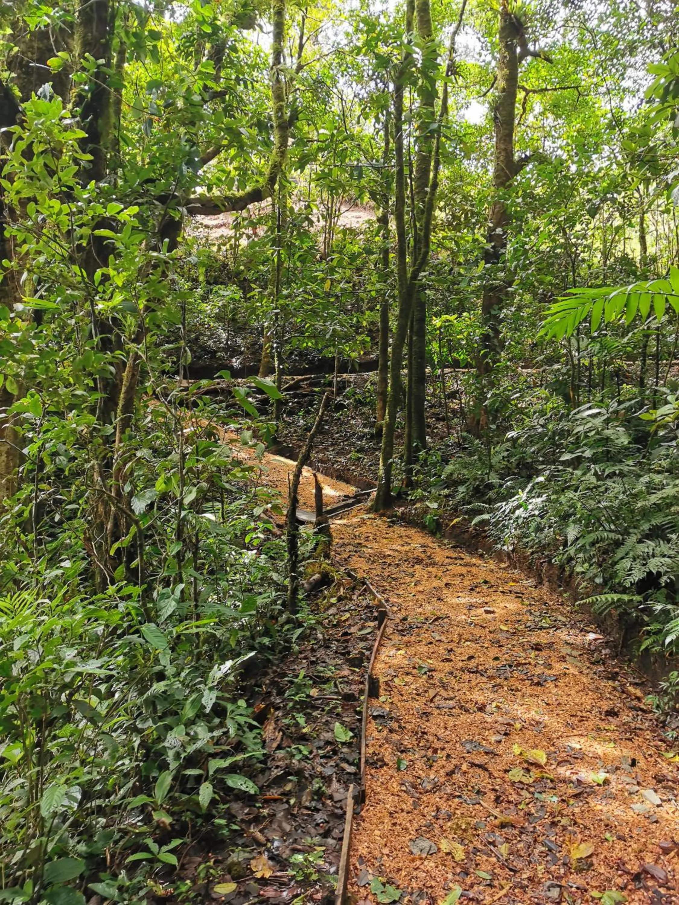 Natural landscape in Burbi Lake Lodge Monteverde