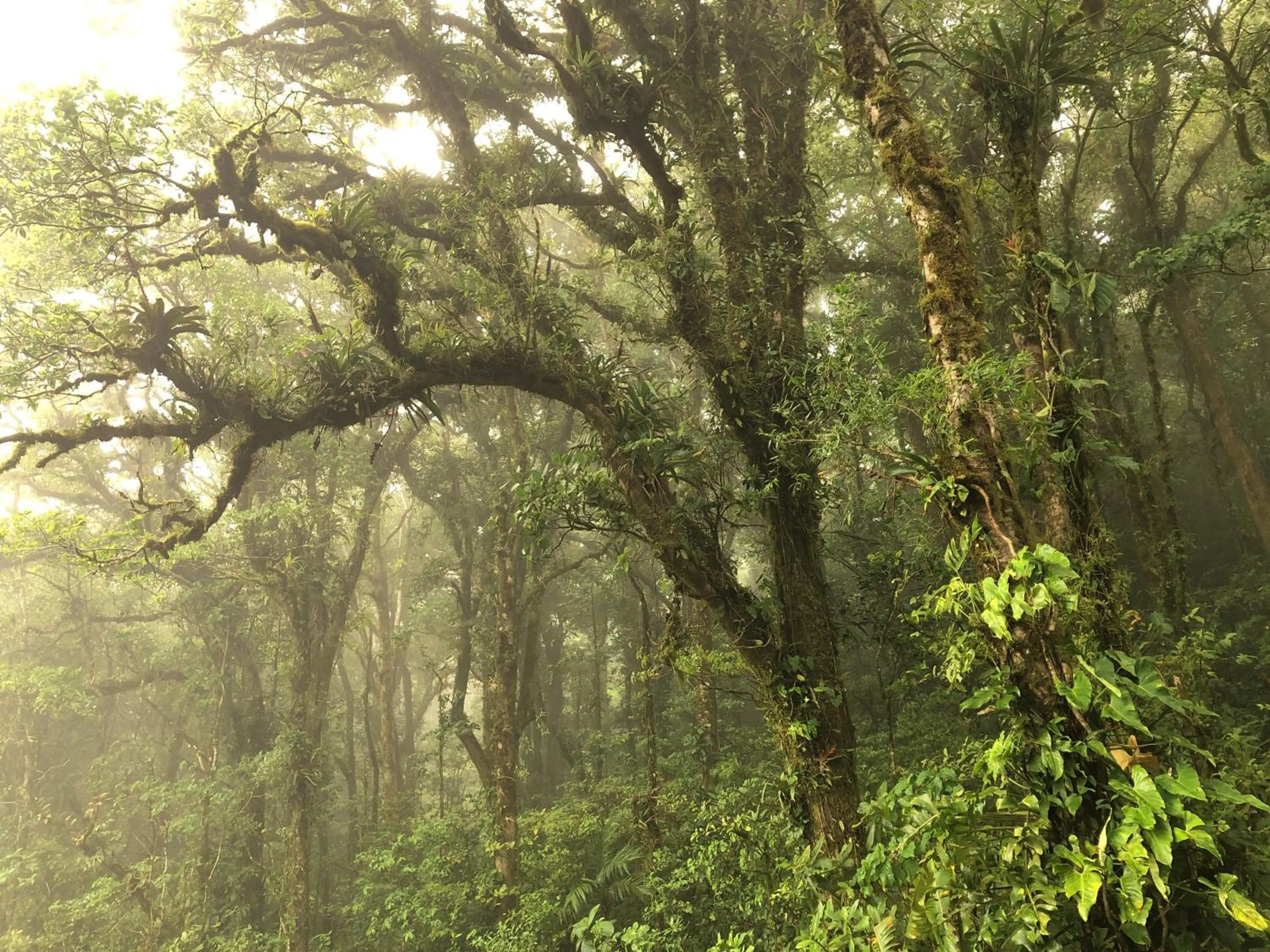 Natural landscape in Burbi Lake Lodge Monteverde