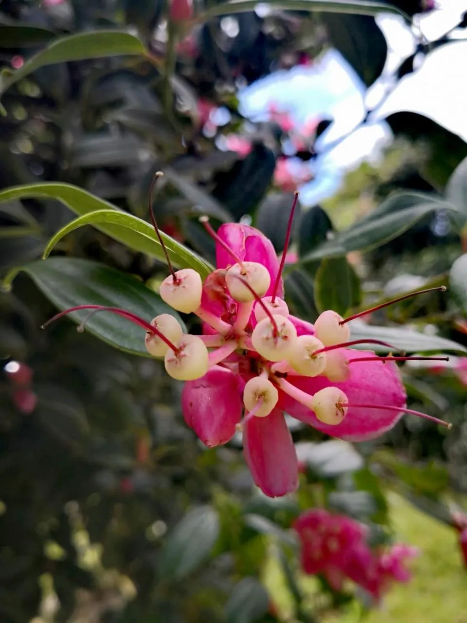 Garden view in Burbi Lake Lodge Monteverde