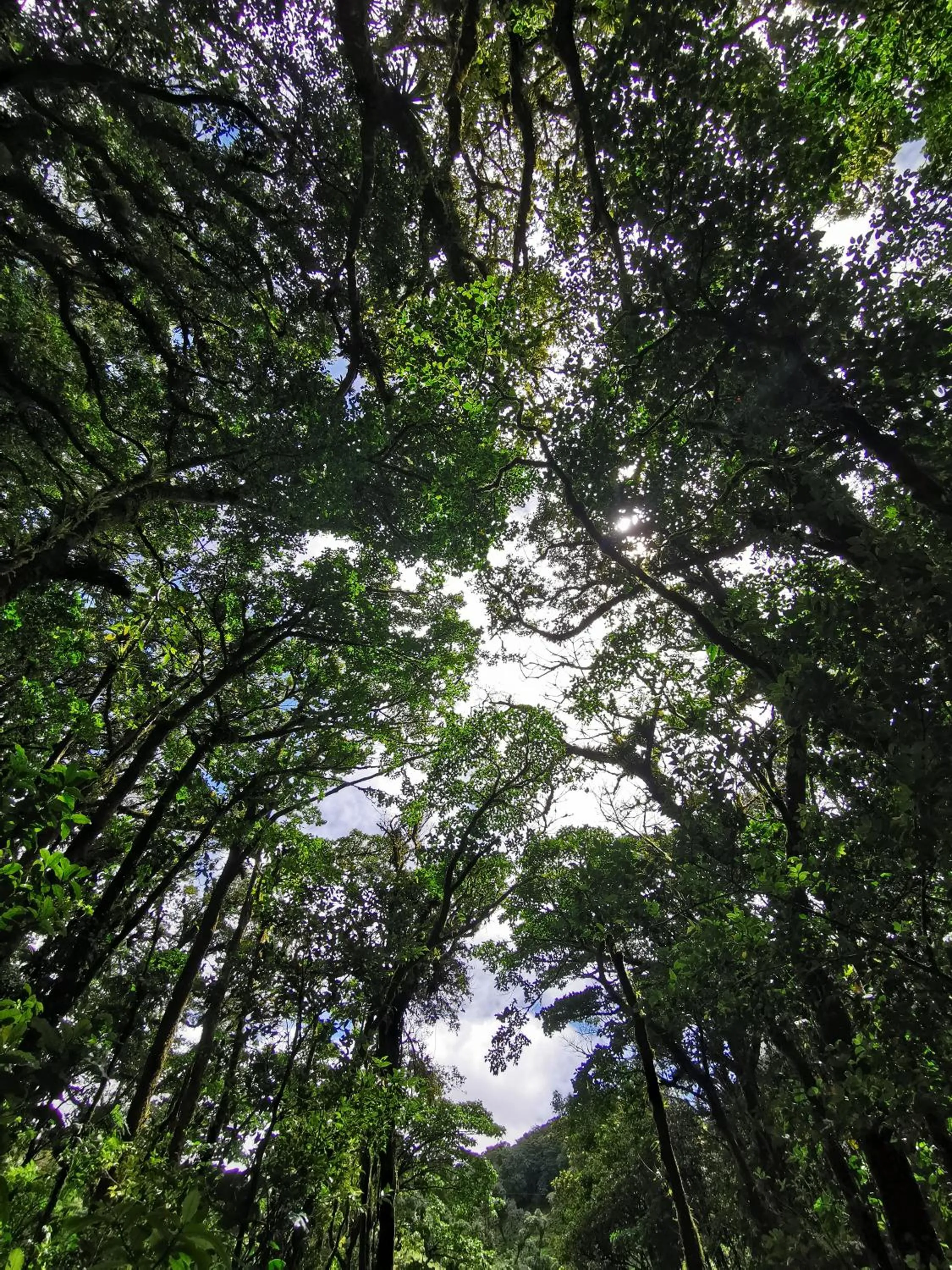 Natural landscape in Burbi Lake Lodge Monteverde