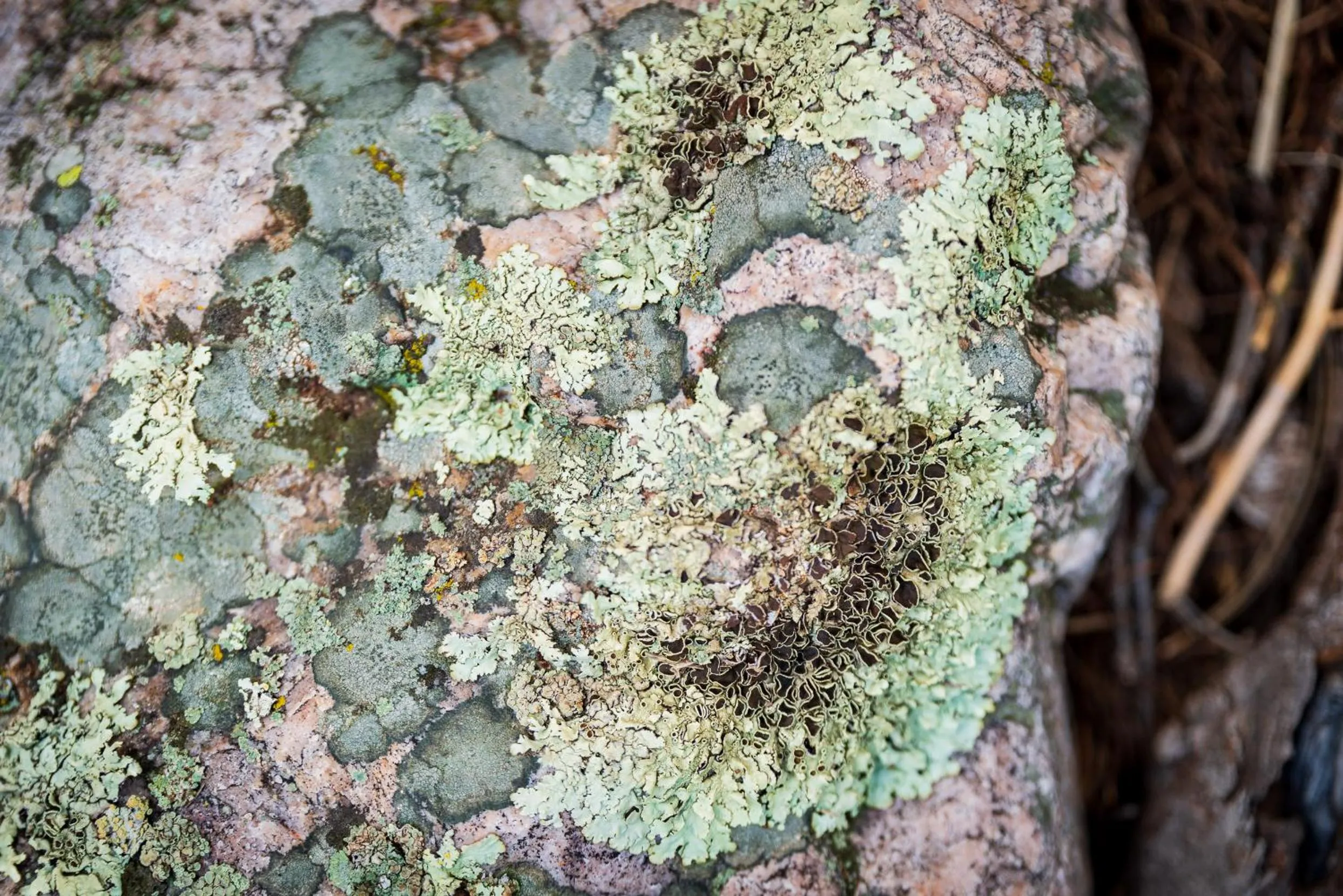 Natural landscape in Corkins Lodge