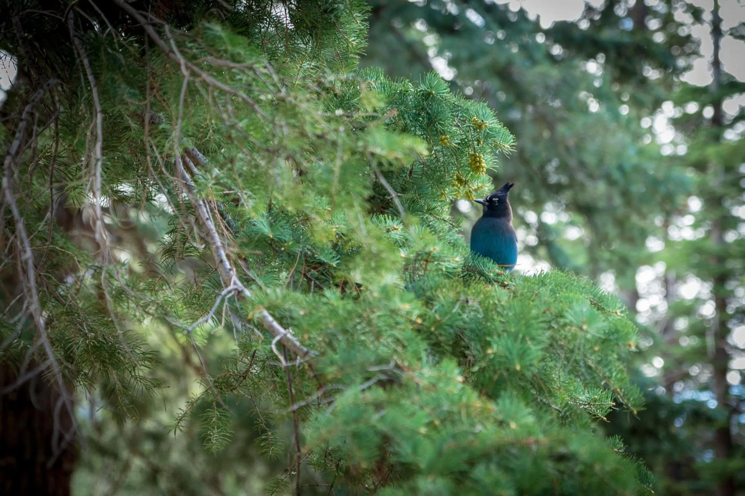 Natural landscape in Corkins Lodge