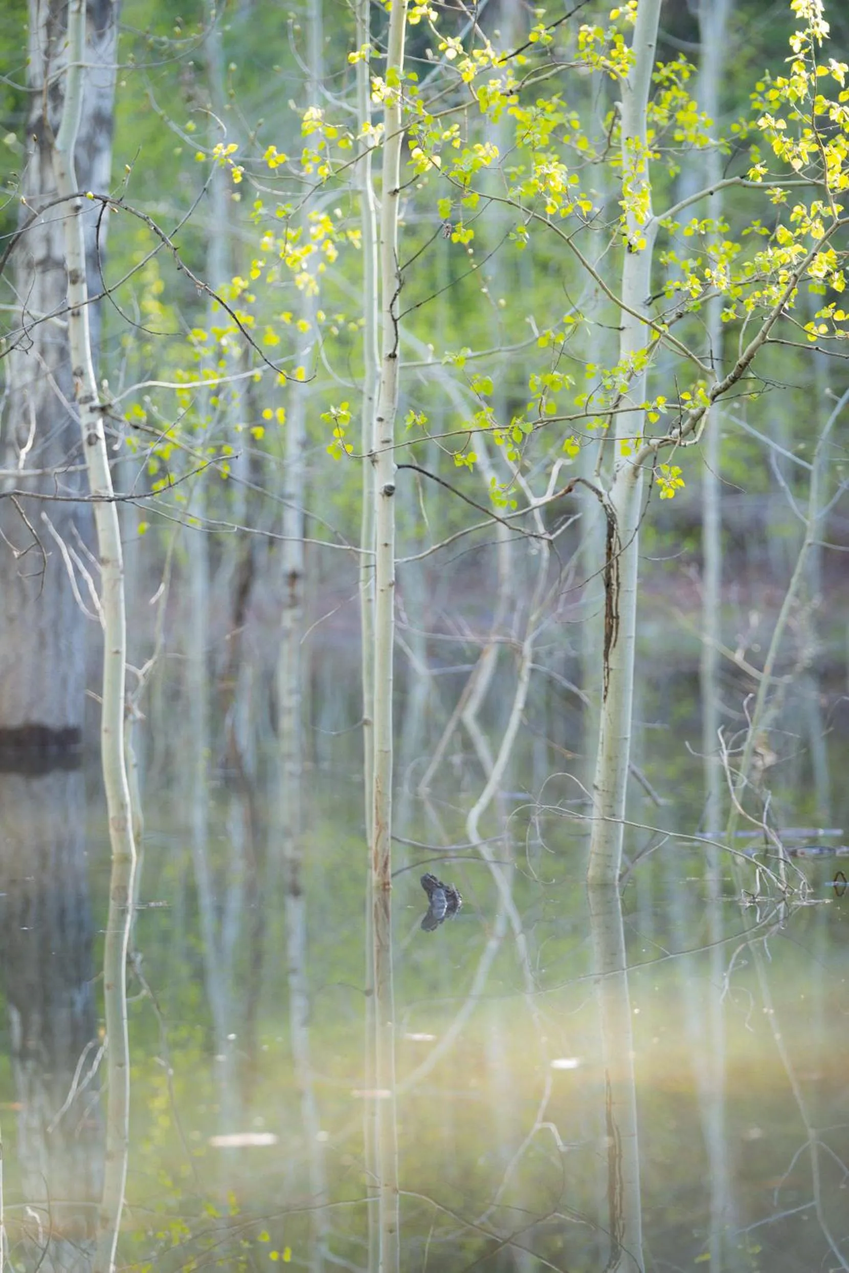 Natural landscape in Corkins Lodge