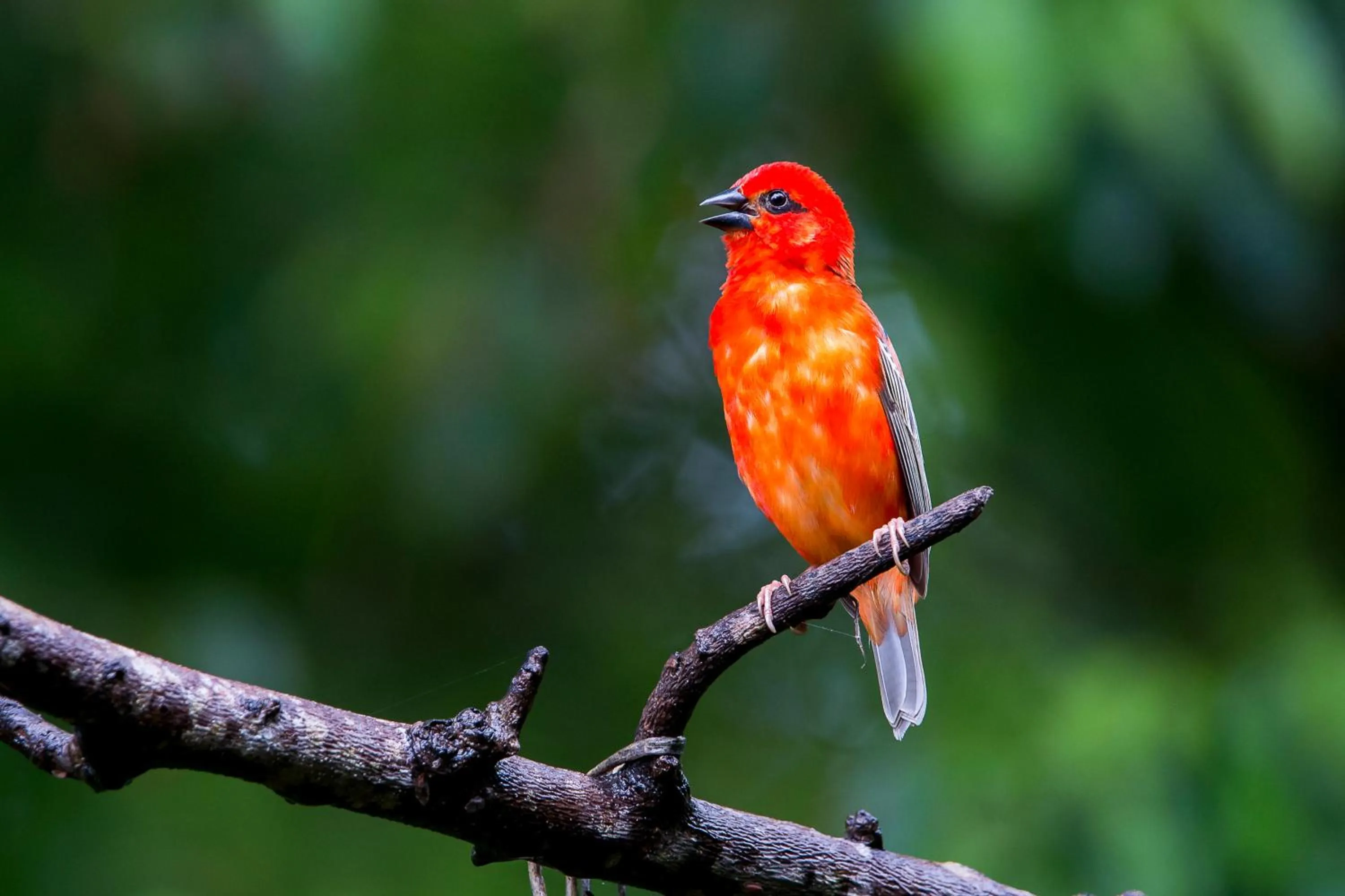 Animals in Anjajavy le Lodge - Relais&Châteaux