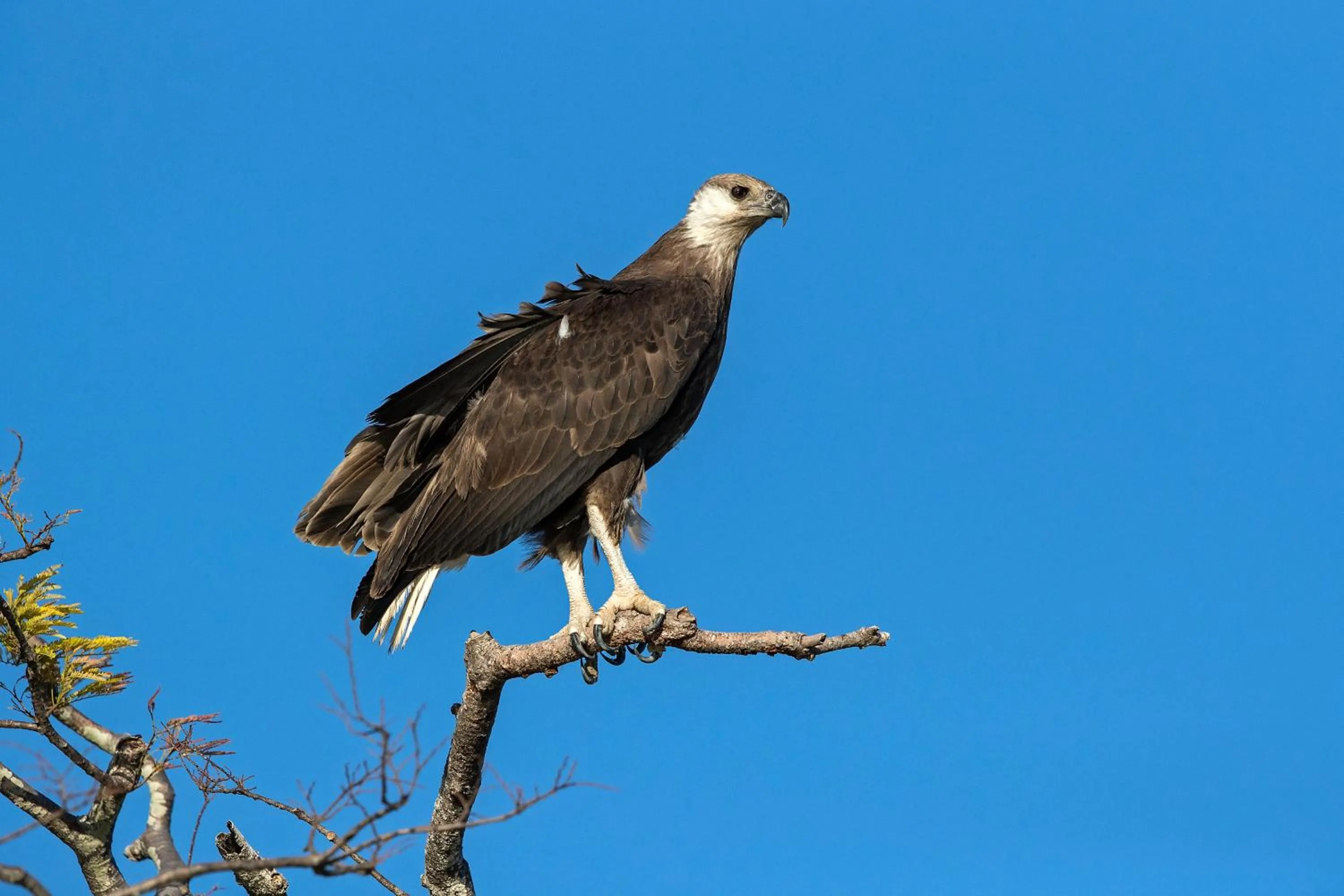Animals in Anjajavy le Lodge - Relais&Châteaux