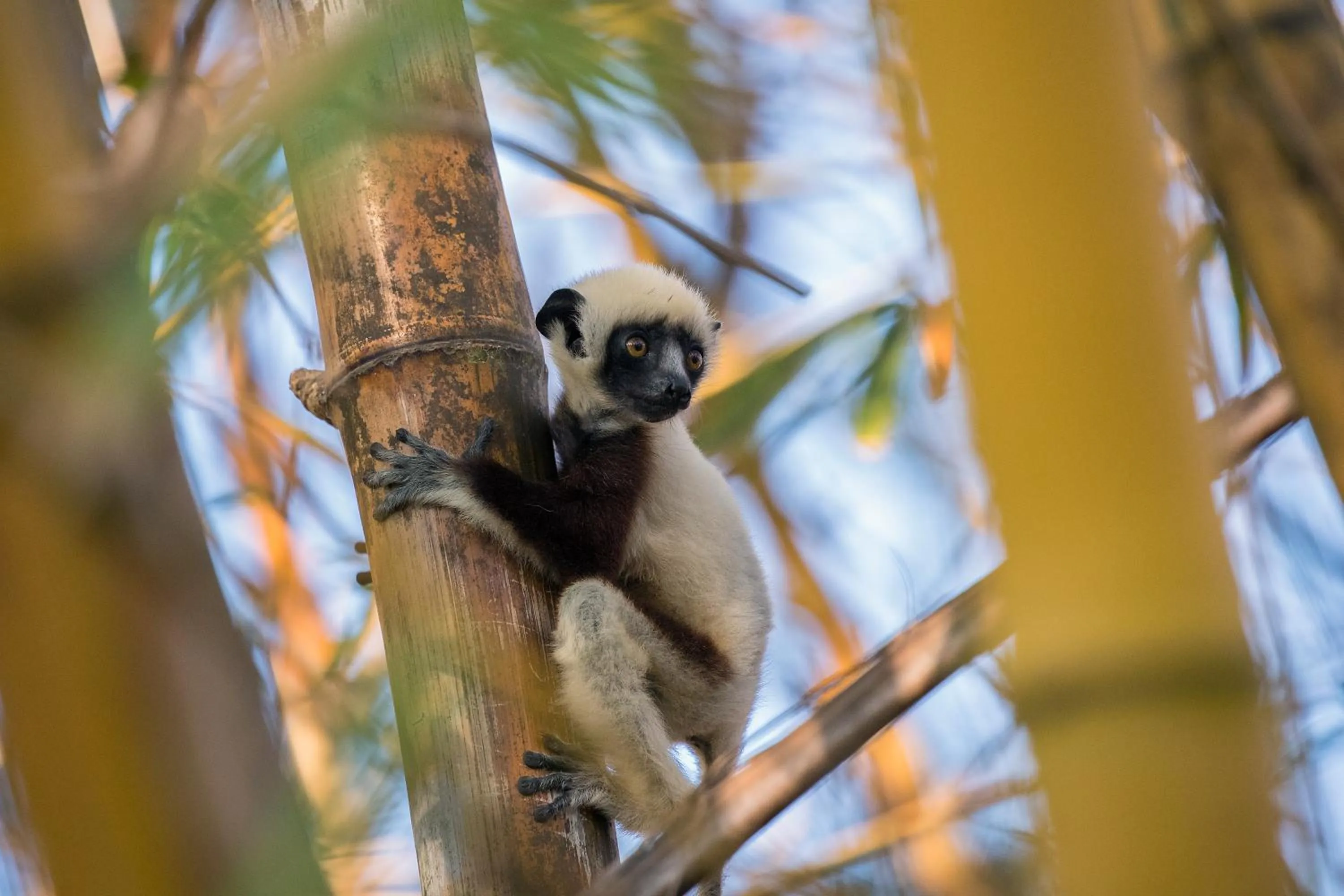 Animals in Anjajavy le Lodge - Relais&Châteaux