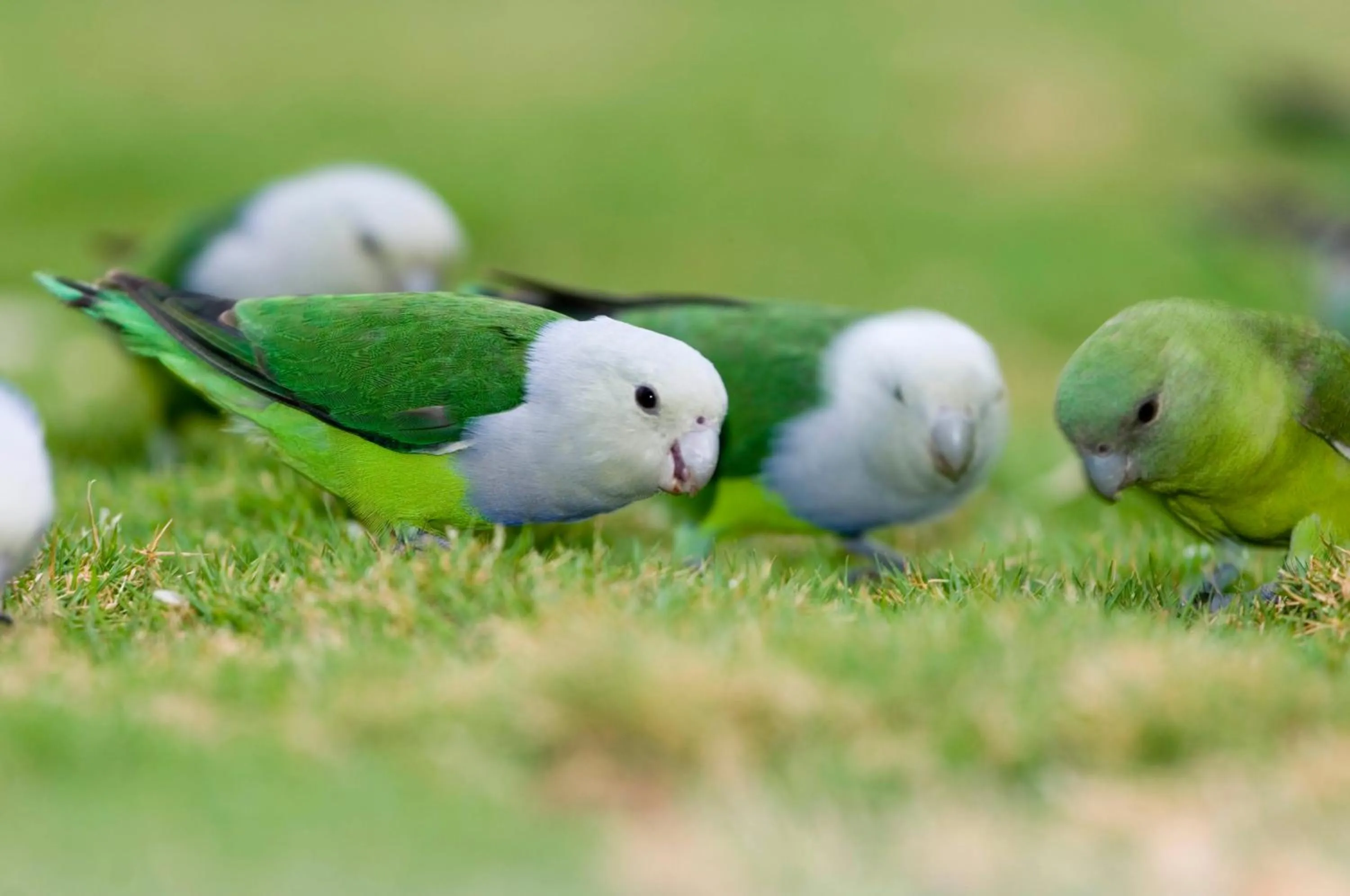 Animals in Anjajavy le Lodge - Relais&Châteaux
