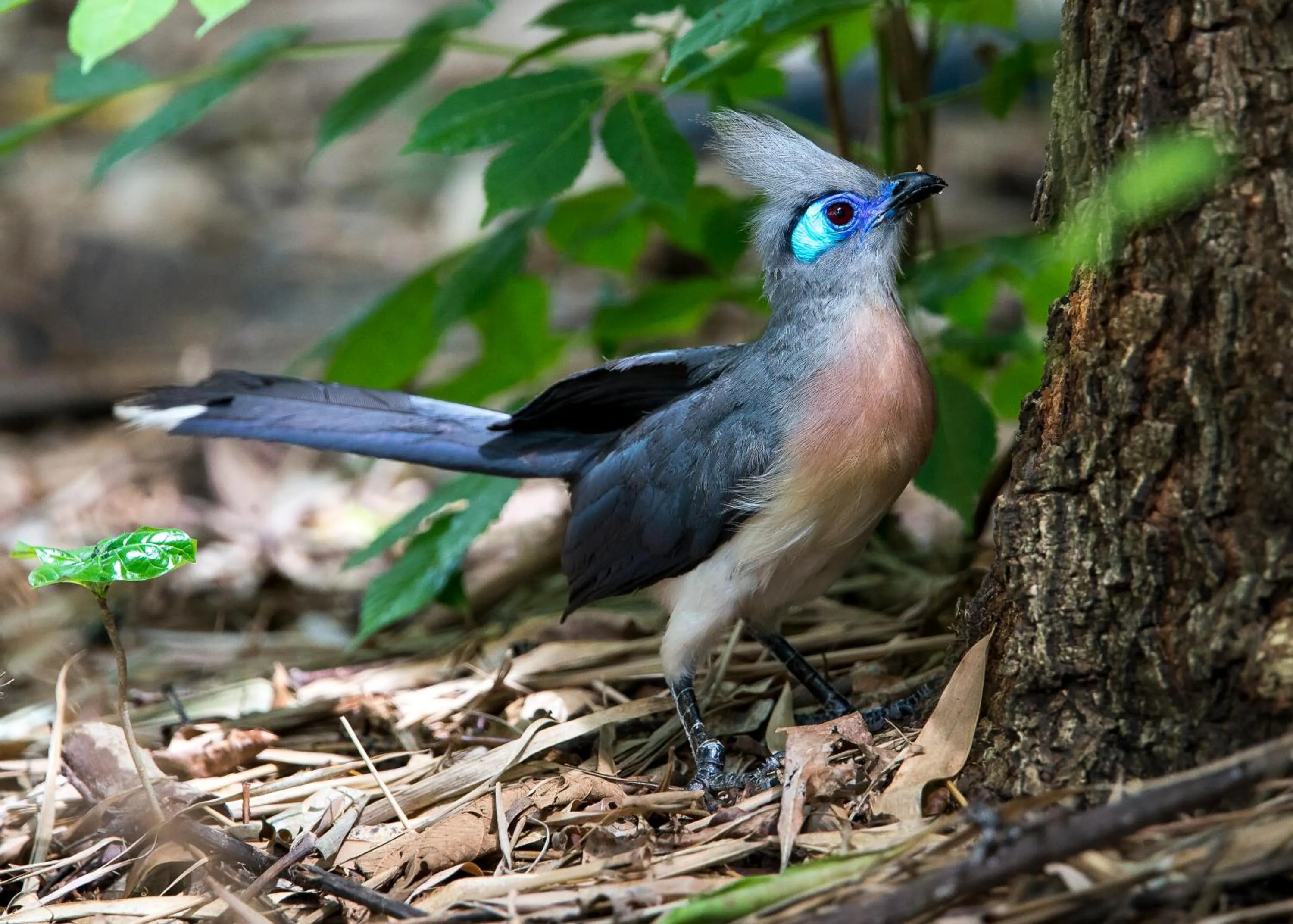 Animals in Anjajavy le Lodge - Relais&Châteaux