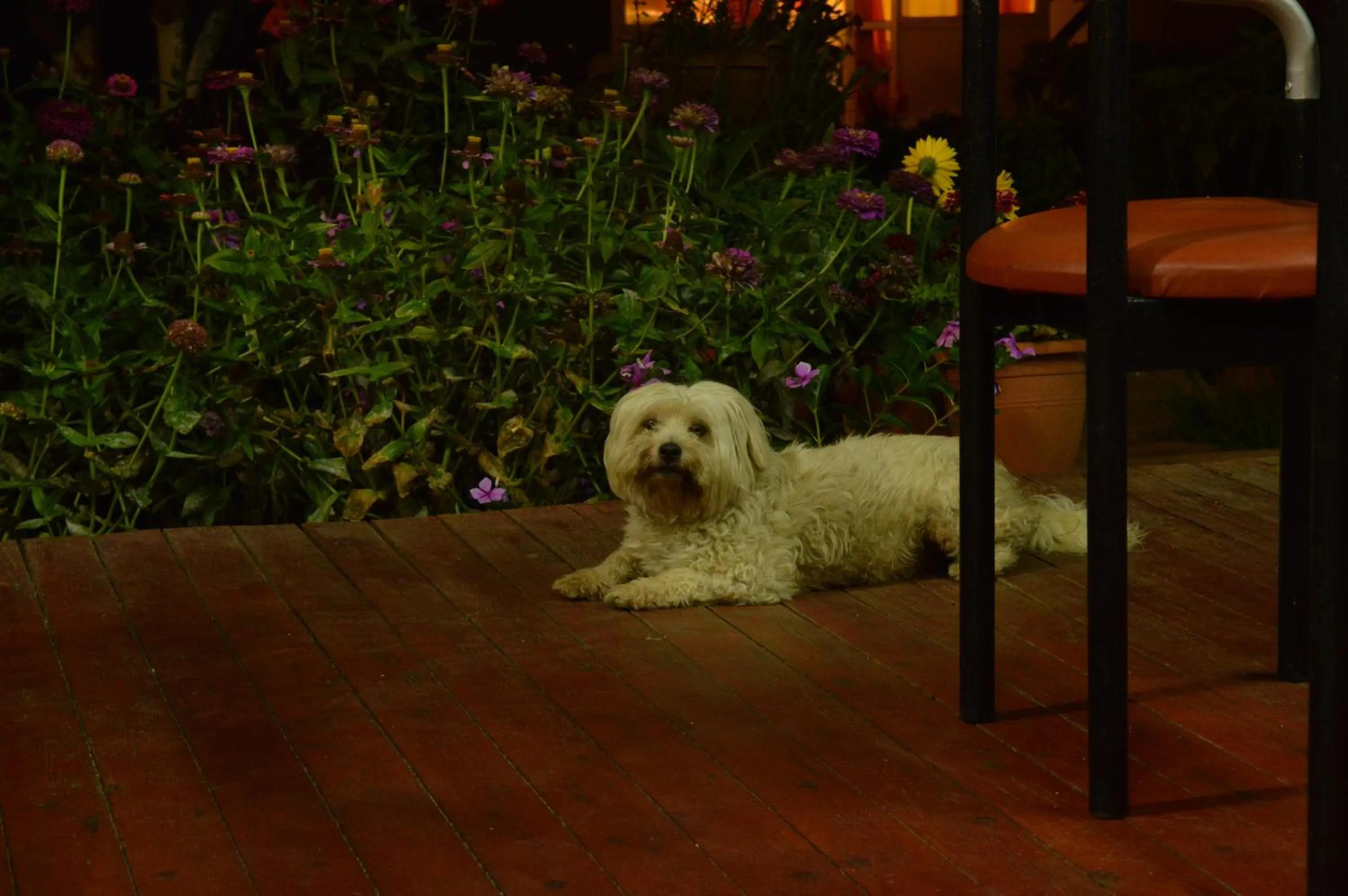 Pets in Baladinos Apartments