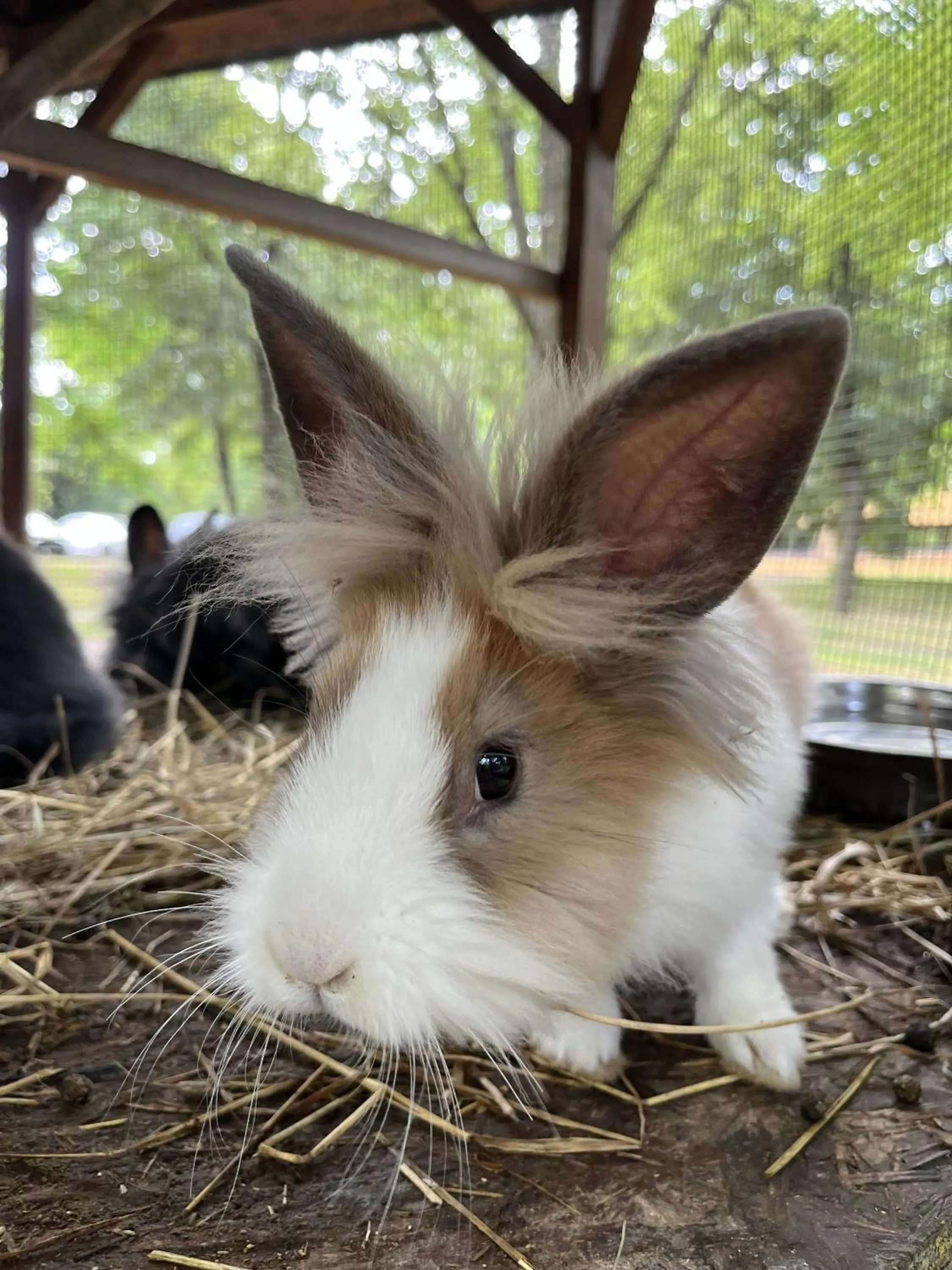 Animals in Park Hotel Sóstó