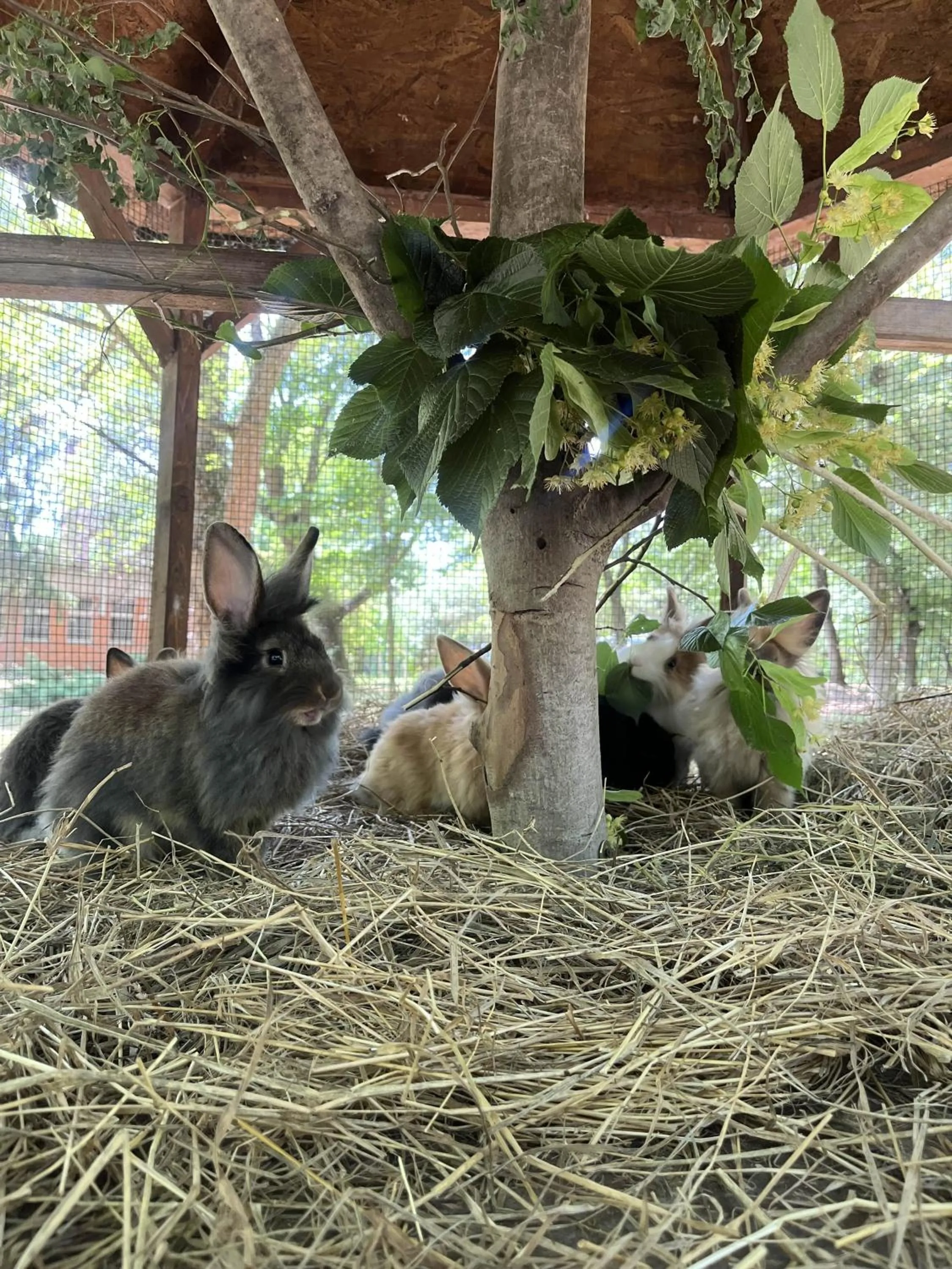 Animals in Park Hotel Sóstó