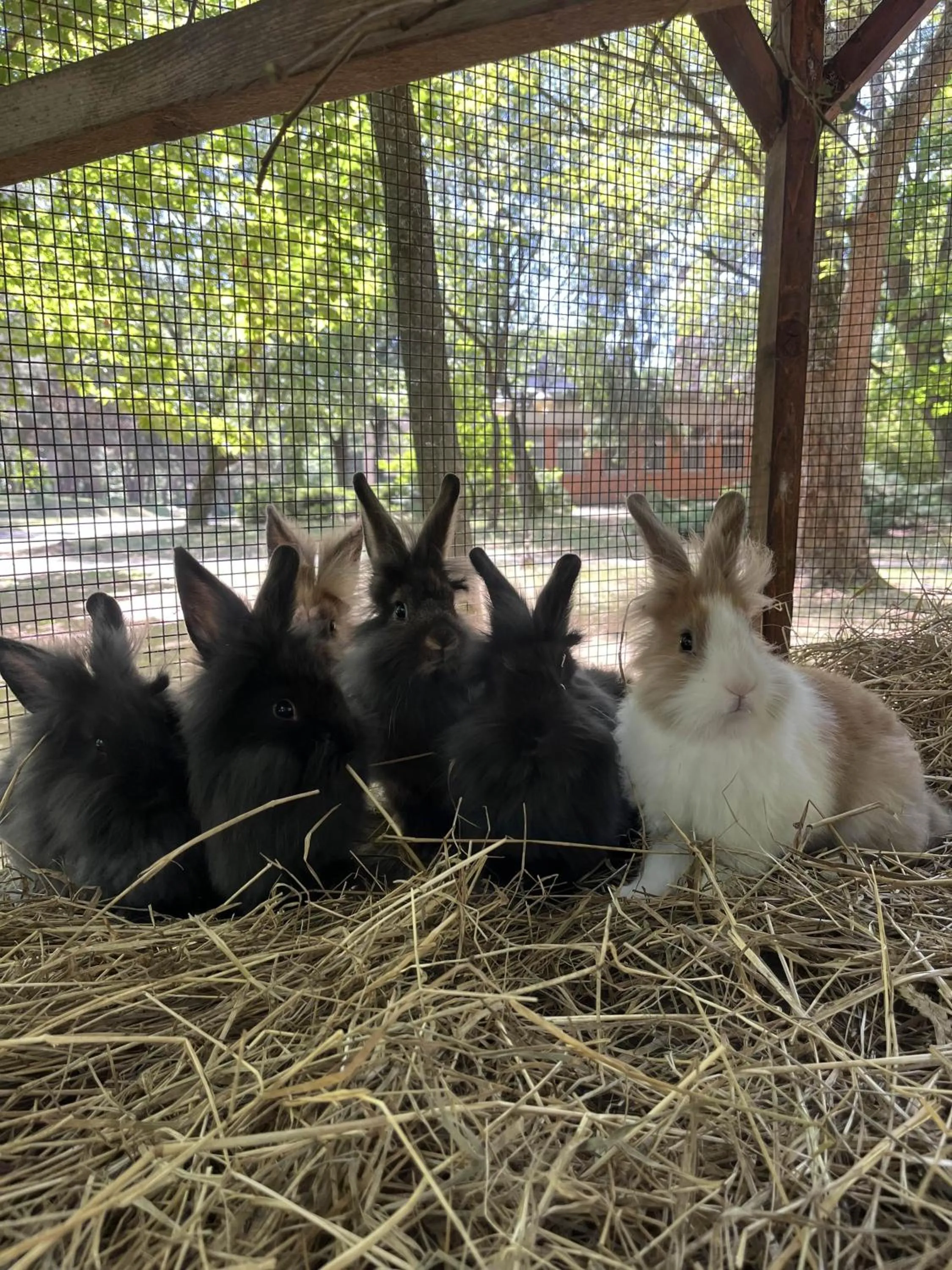 Animals in Park Hotel Sóstó