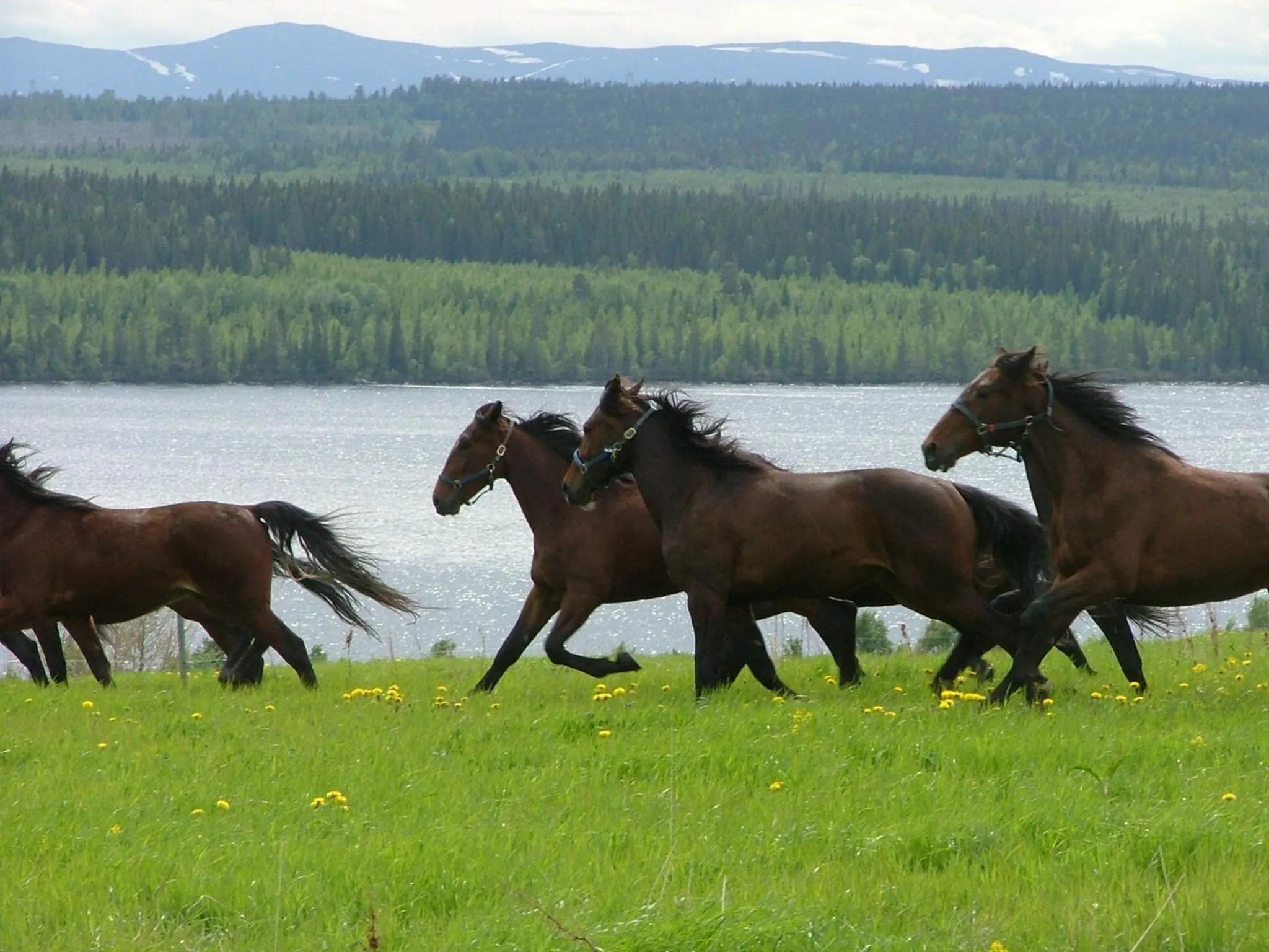 Area and facilities in Wångens Wärdshus