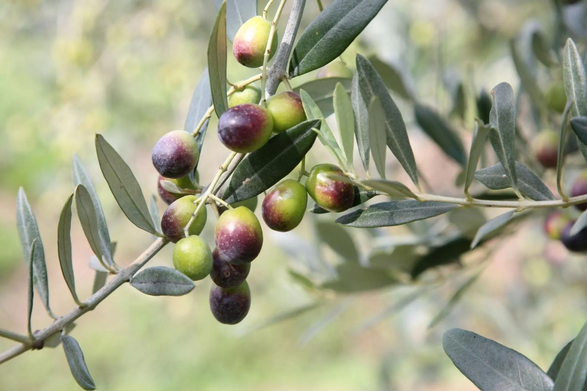 On site in Borgo Guglielmo