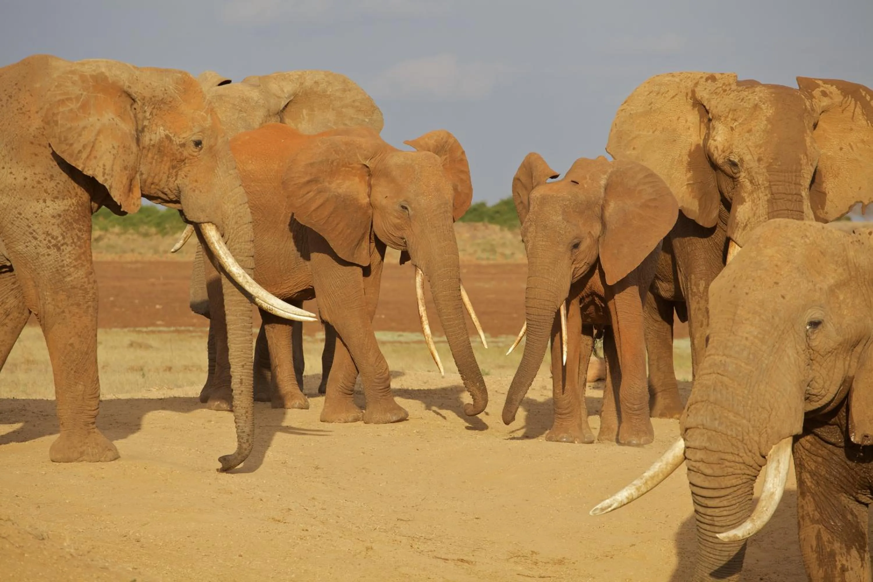 Animals in Ashnil Aruba Lodge
