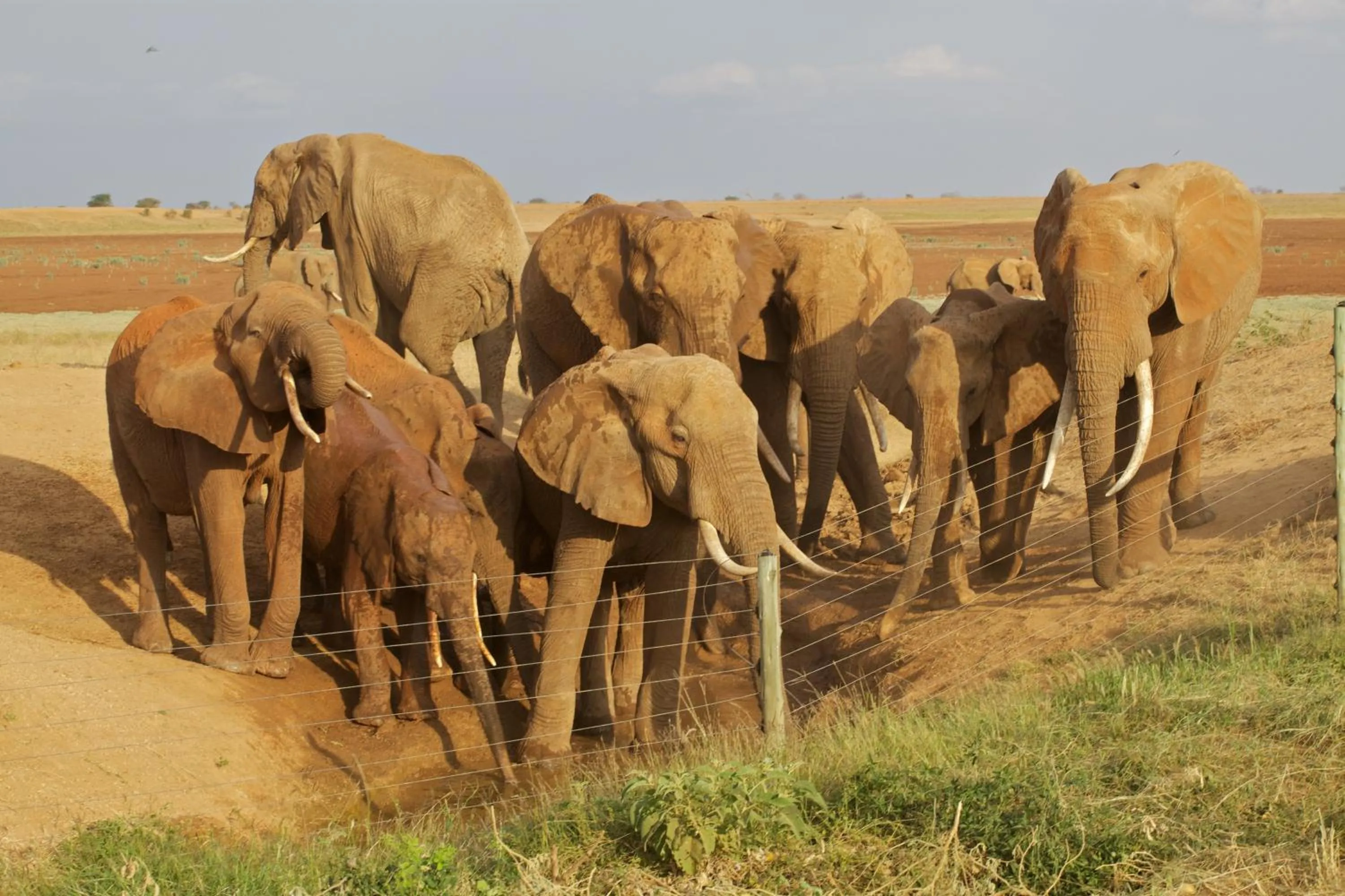 Animals in Ashnil Aruba Lodge