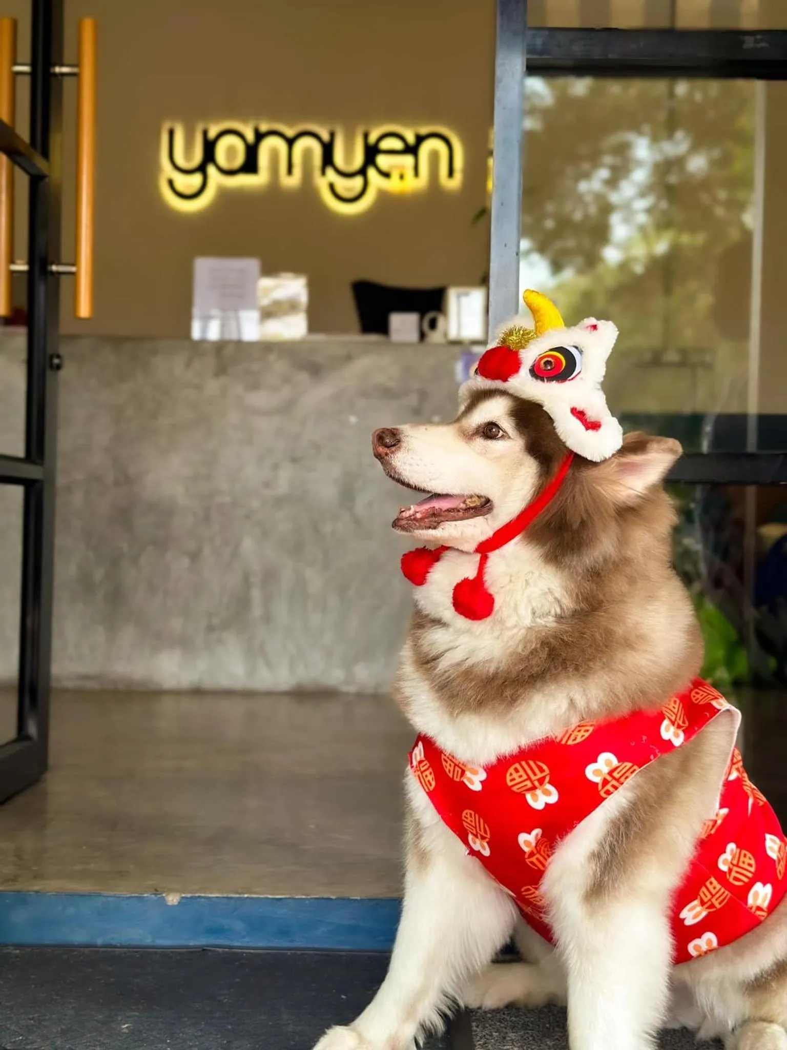 Pets in Yam Yen Hostel