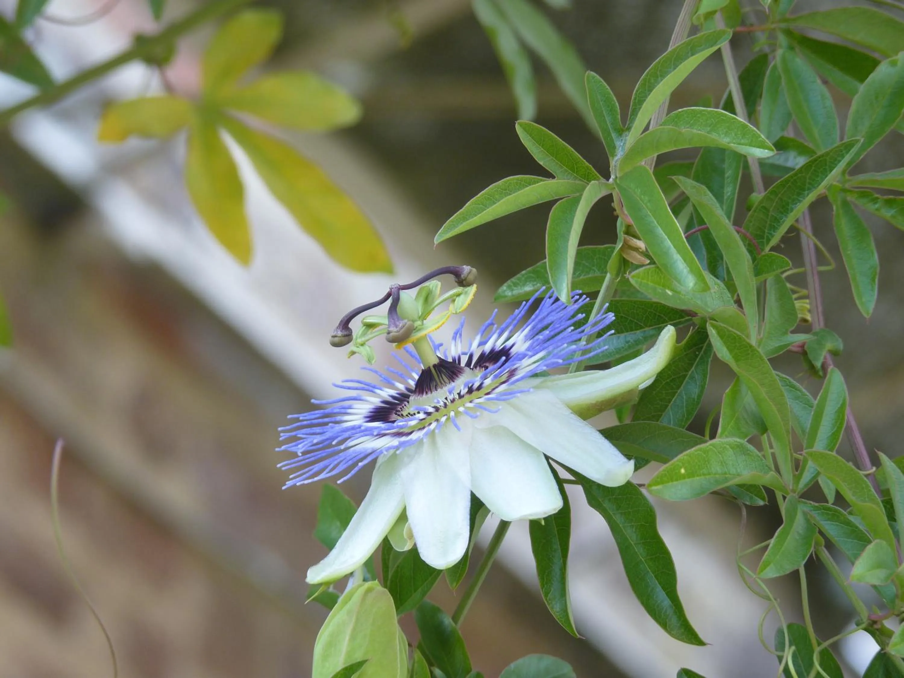 Decorative detail in Ô Saveur de l’Instant
